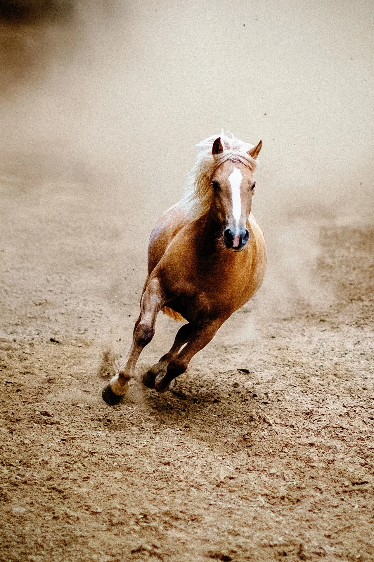 Un cheval alezan courant sur une surface de terre.