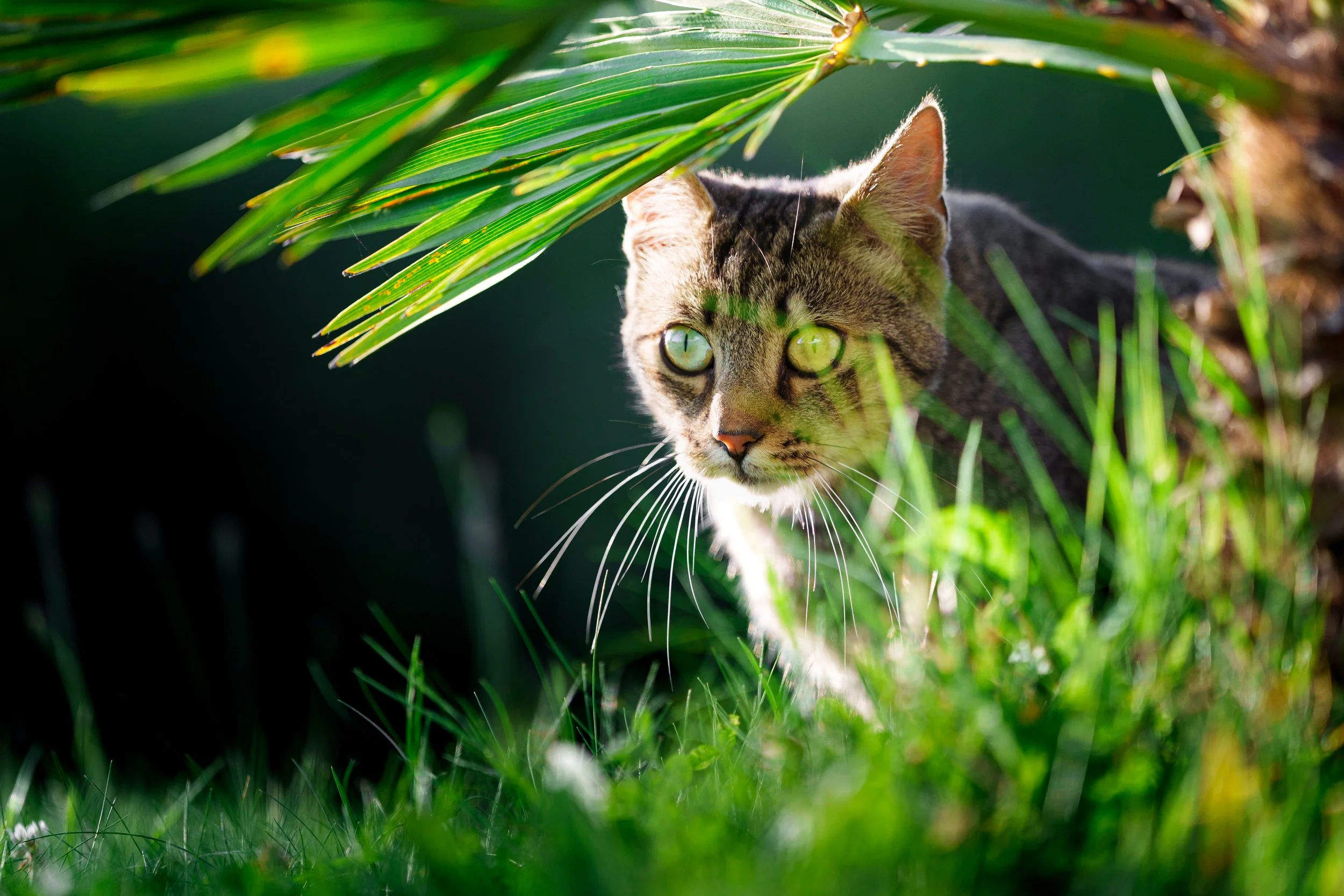 Un chat tigré caché dans l'ombre derrière des feuilles de palmier vertes