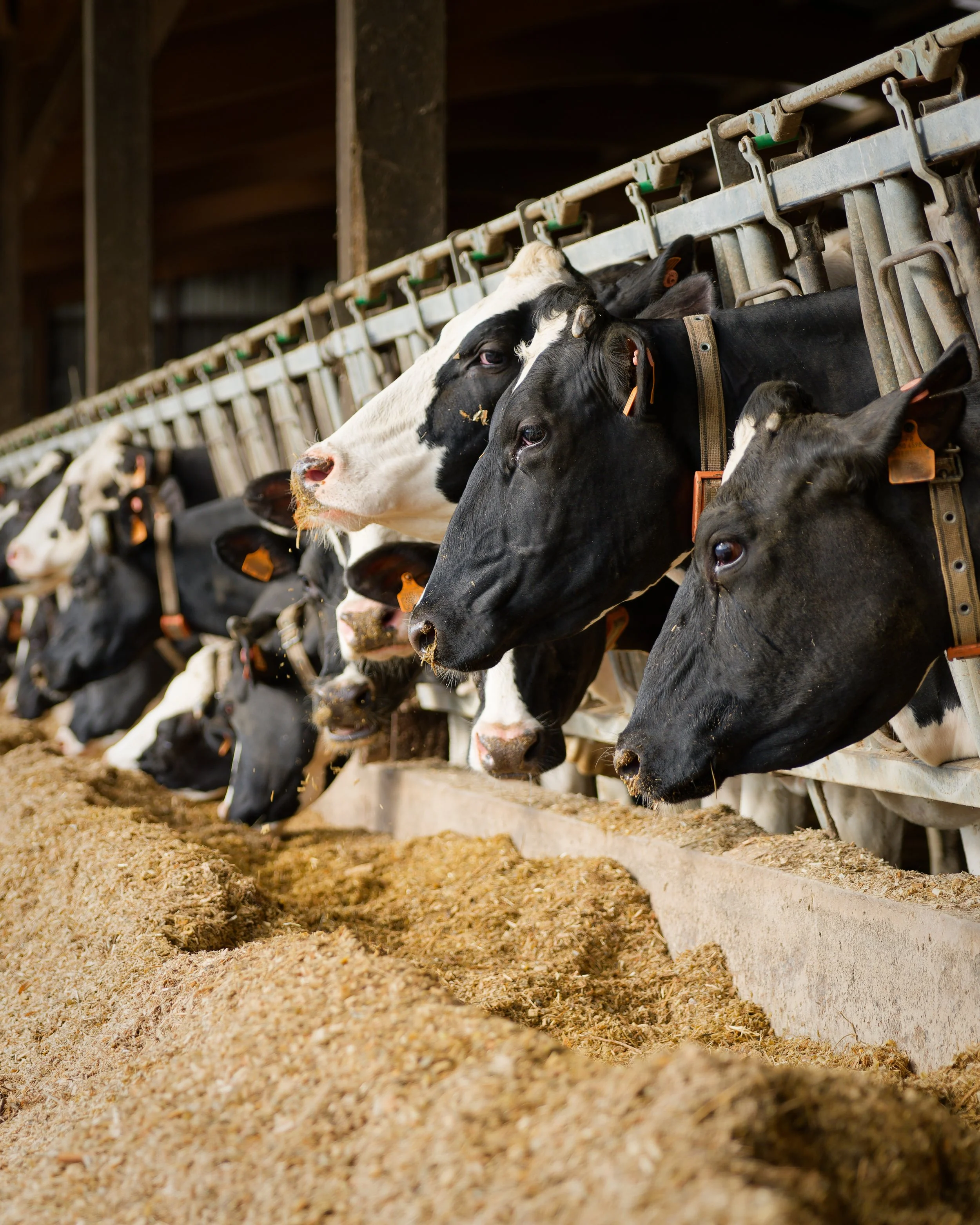 Vache en train de manger du foin dans une ferme, à l'intérieur d'une bête en bois.