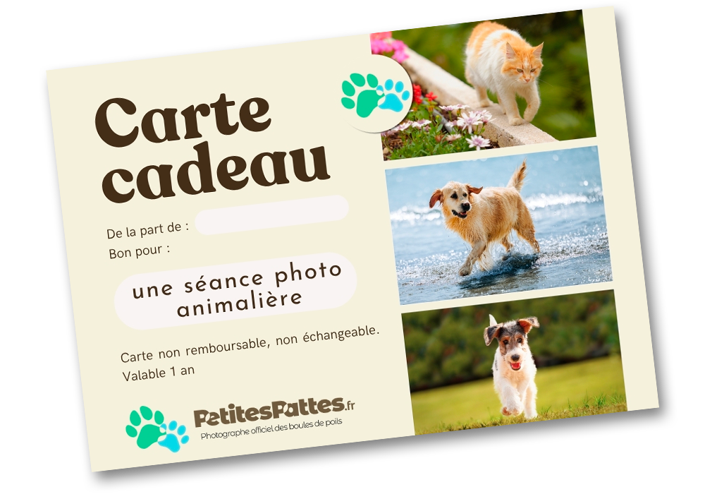 Une carte cadeau pour une séance photo animalière par Petites Pattes, avec des photos de chats et chiens.