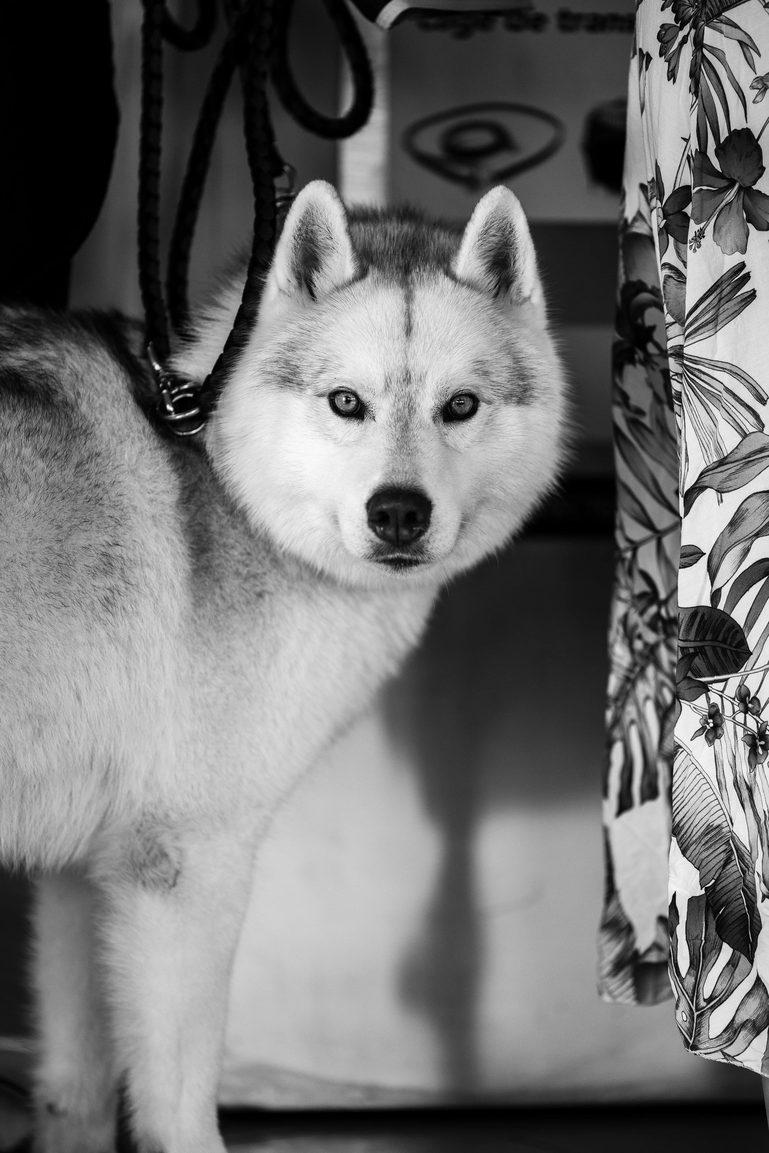 Un husky à poil épais et yeux clairs, regardant directement vers la caméra, en noir et blanc, partiellement obscurci par un tissu avec un motif floral.