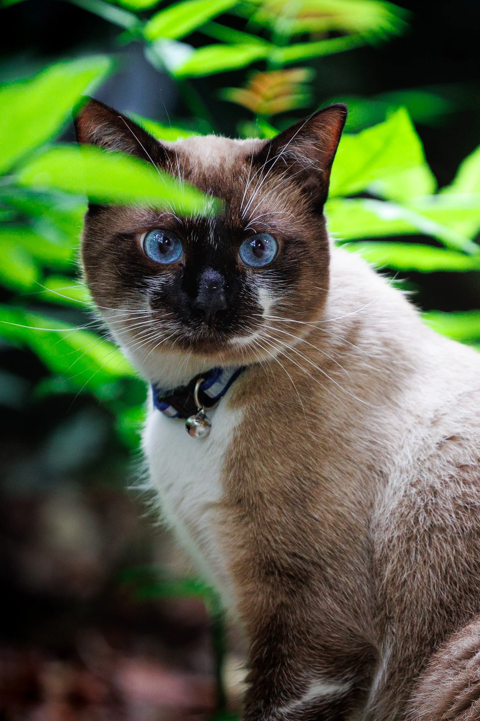 Un chat avec des yeux bleus, entouré de feuilles vertes.