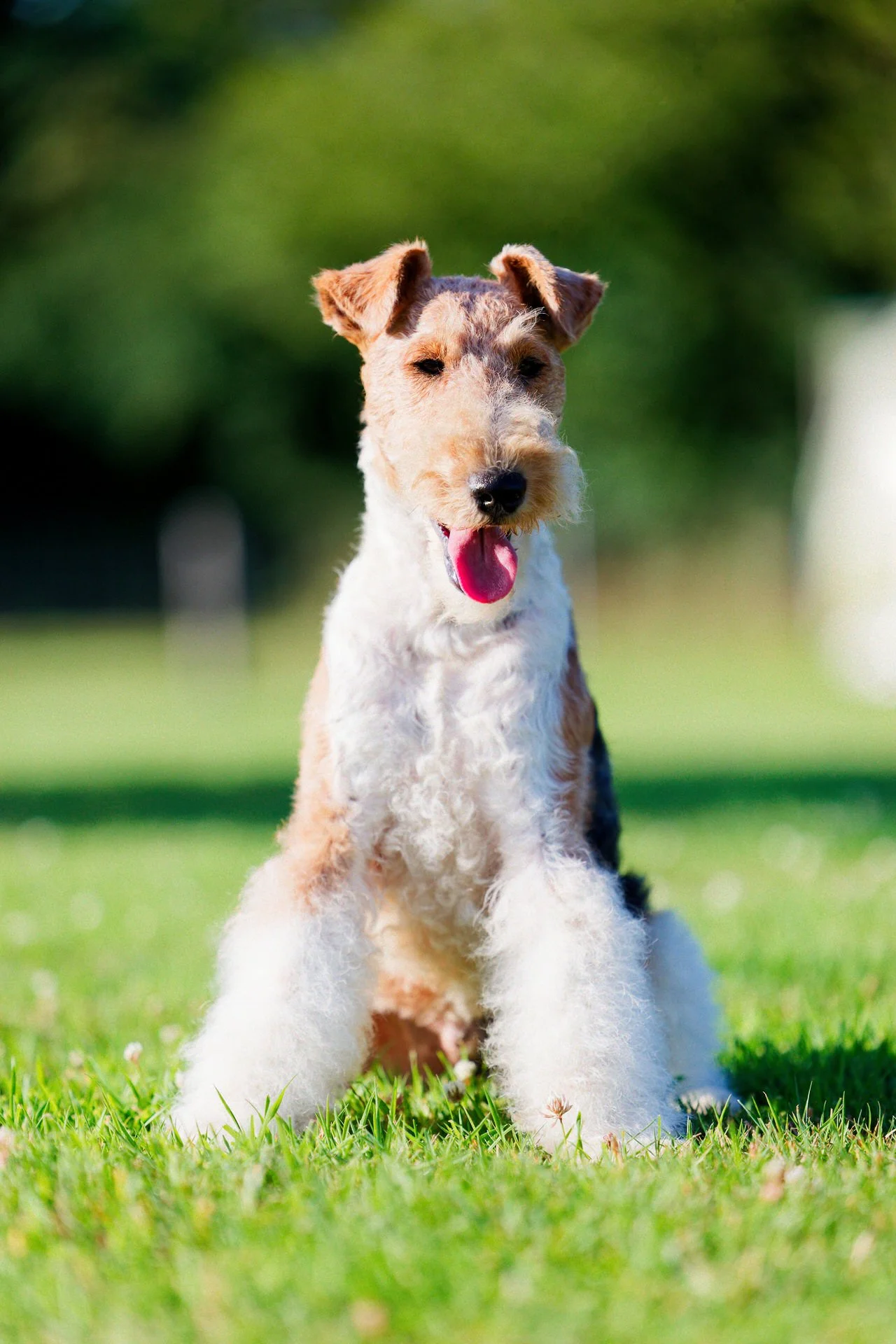 Chien de race fox terrier assis sur l'herbe verte avec fond flou de verdure.