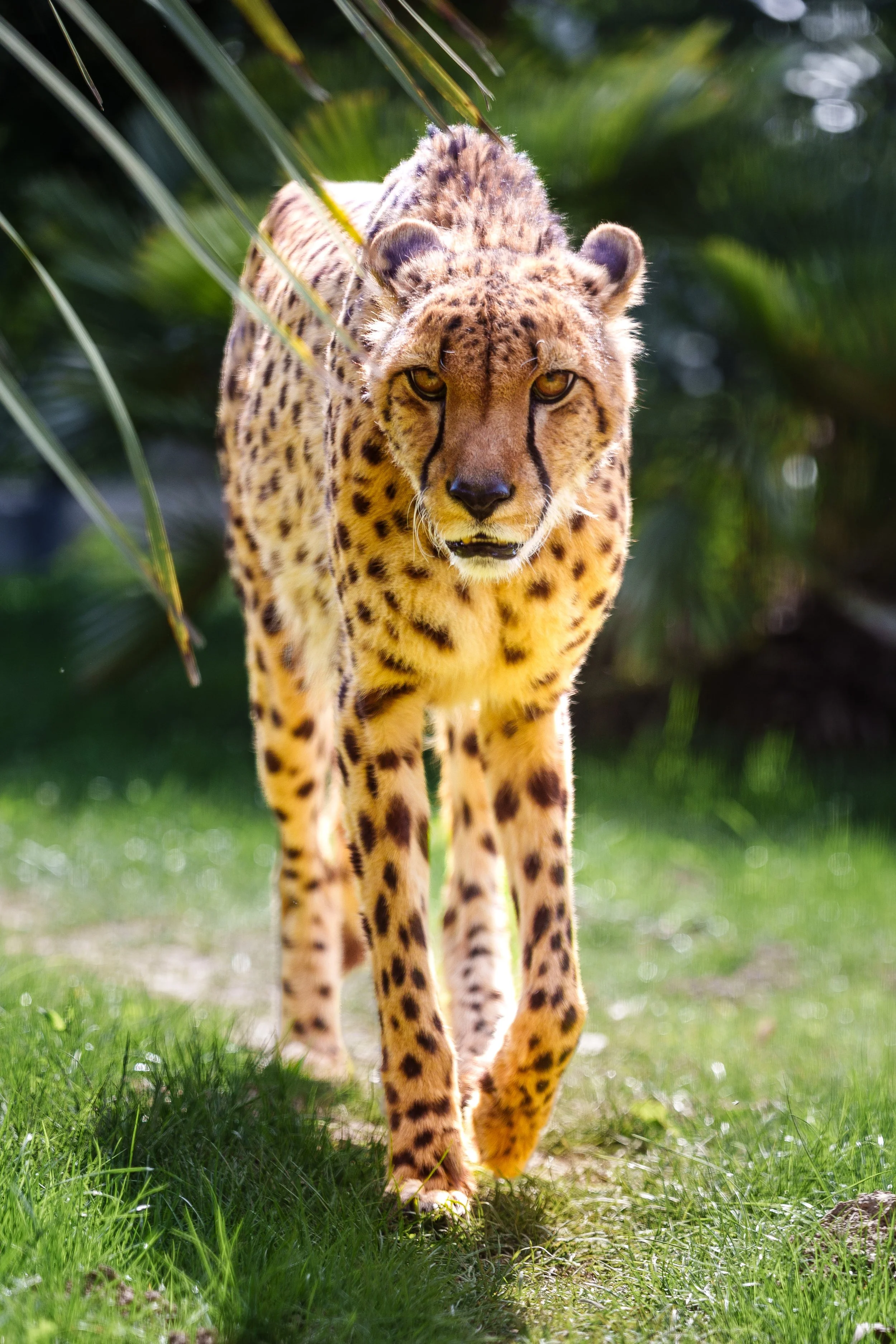 Un guépard marchant dans la nature, avec des feuilles d'arbres en arrière-plan et de l'herbe verte sous ses pattes.
