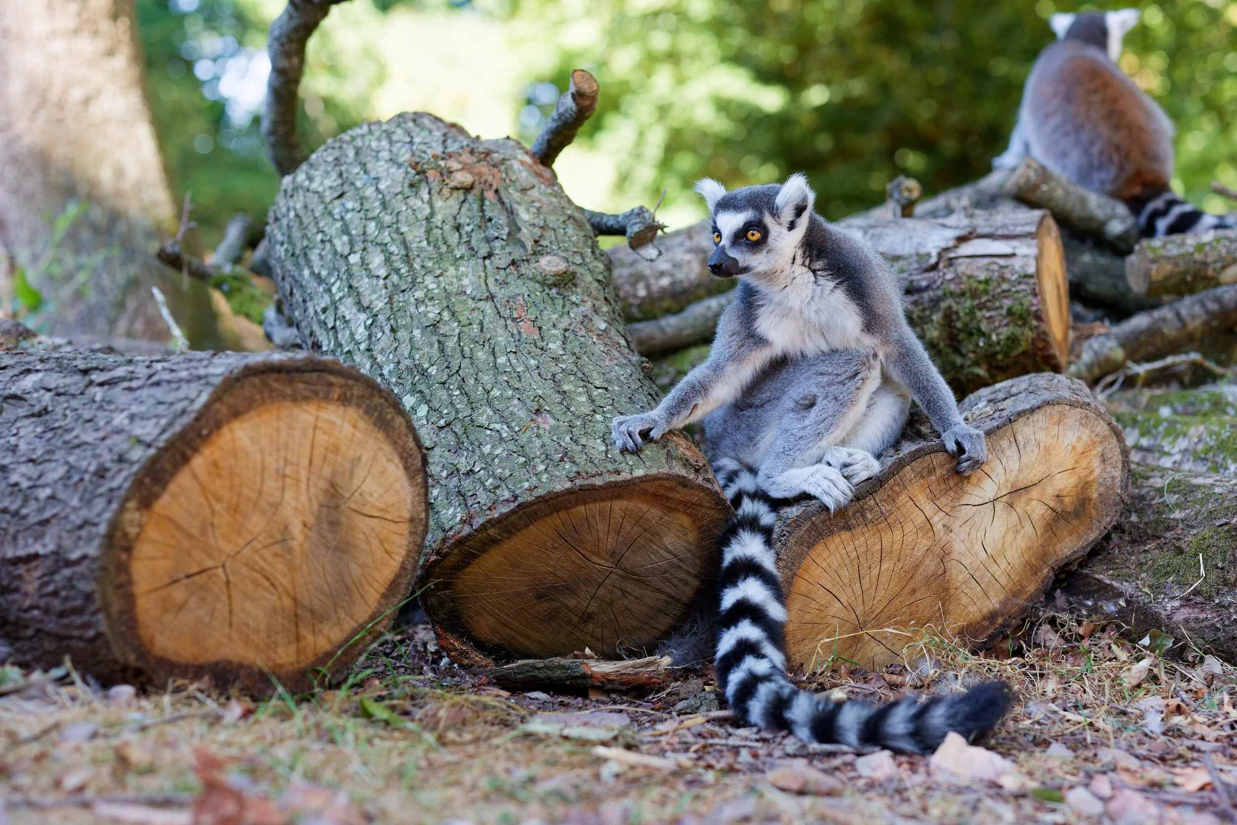 Un bébé lémurien assis sur une tronc d'arbre couché au sol avec un fond de forêt verdoyante.
