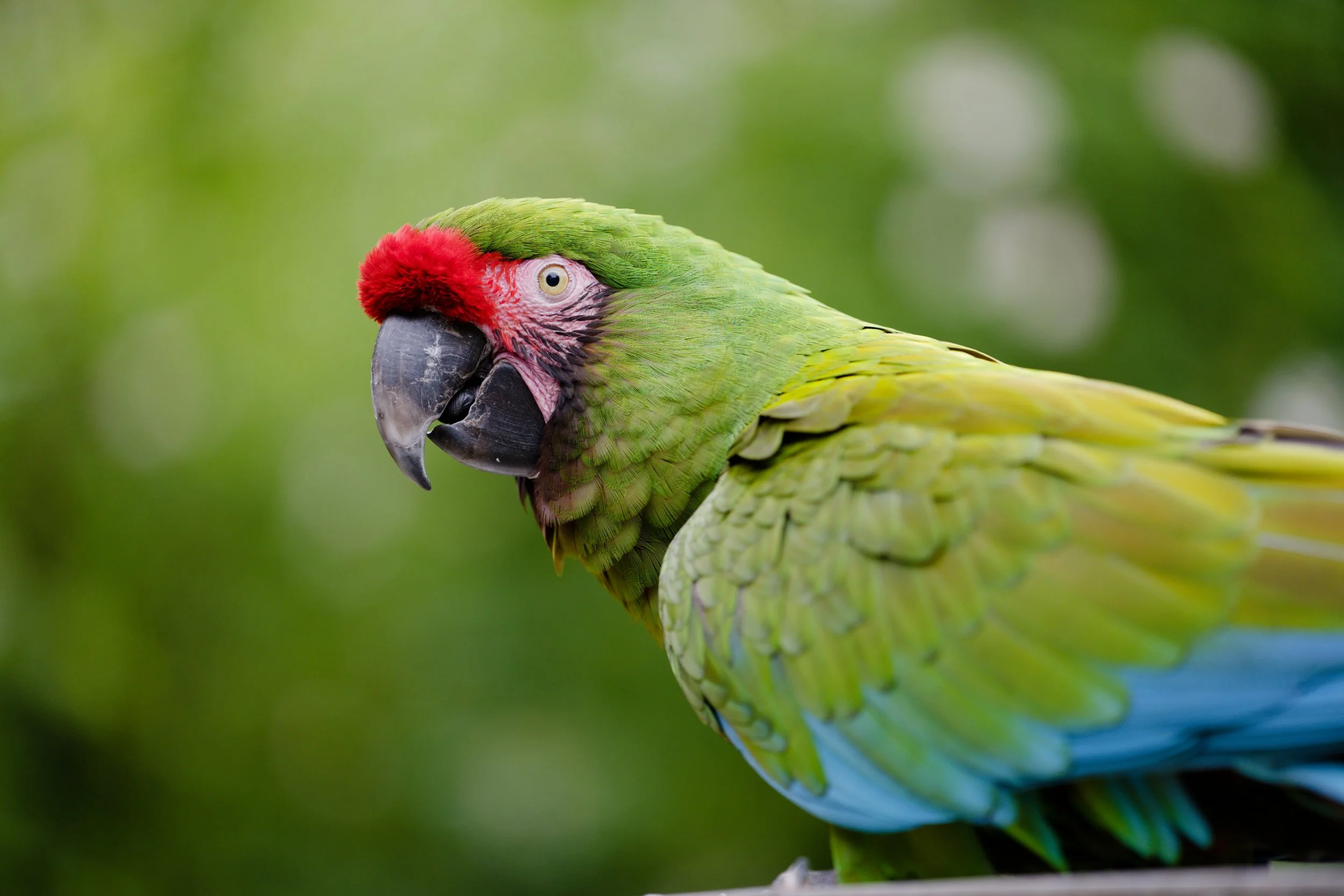 Un perroquet vert avec une tête rouge, un bec noir et un fond flou vert.