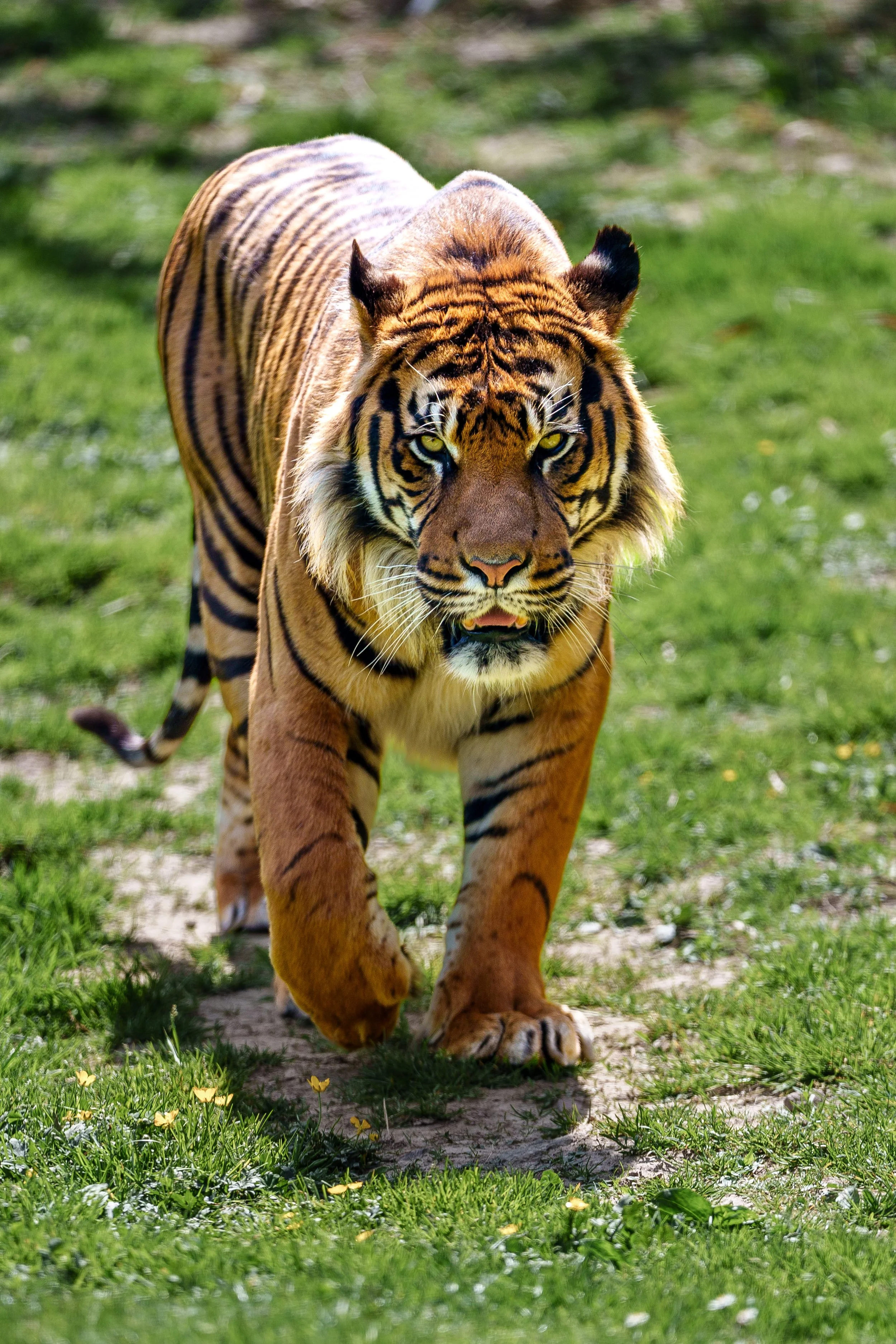 Un tigre marchant dans une zone herbeuse, capturé en plein mouvement, regardant directement l'objectif avec un fond flou vert et brun.