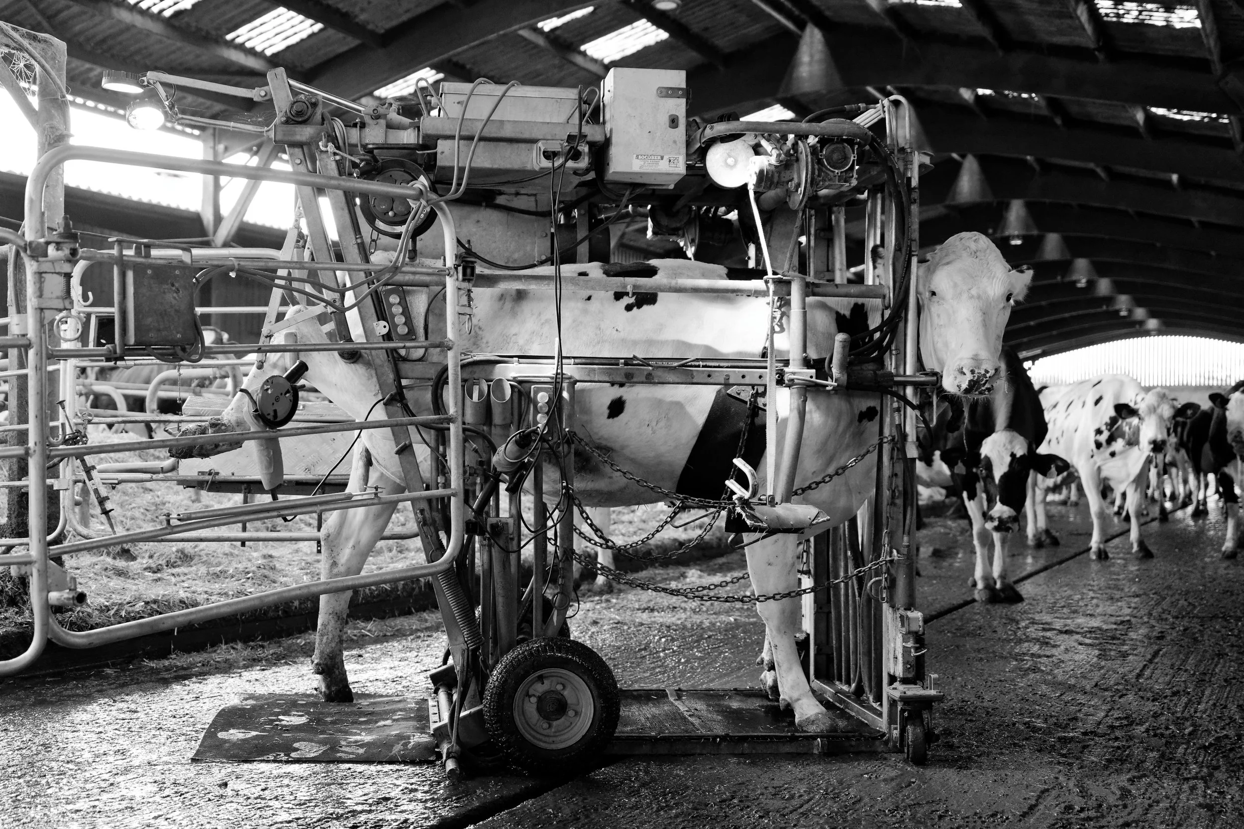 Vue en noir et blanc d'une machine laitière utilisée dans une ferme pour traire des vaches, avec des vaches en arrière-plan dans un enclos.