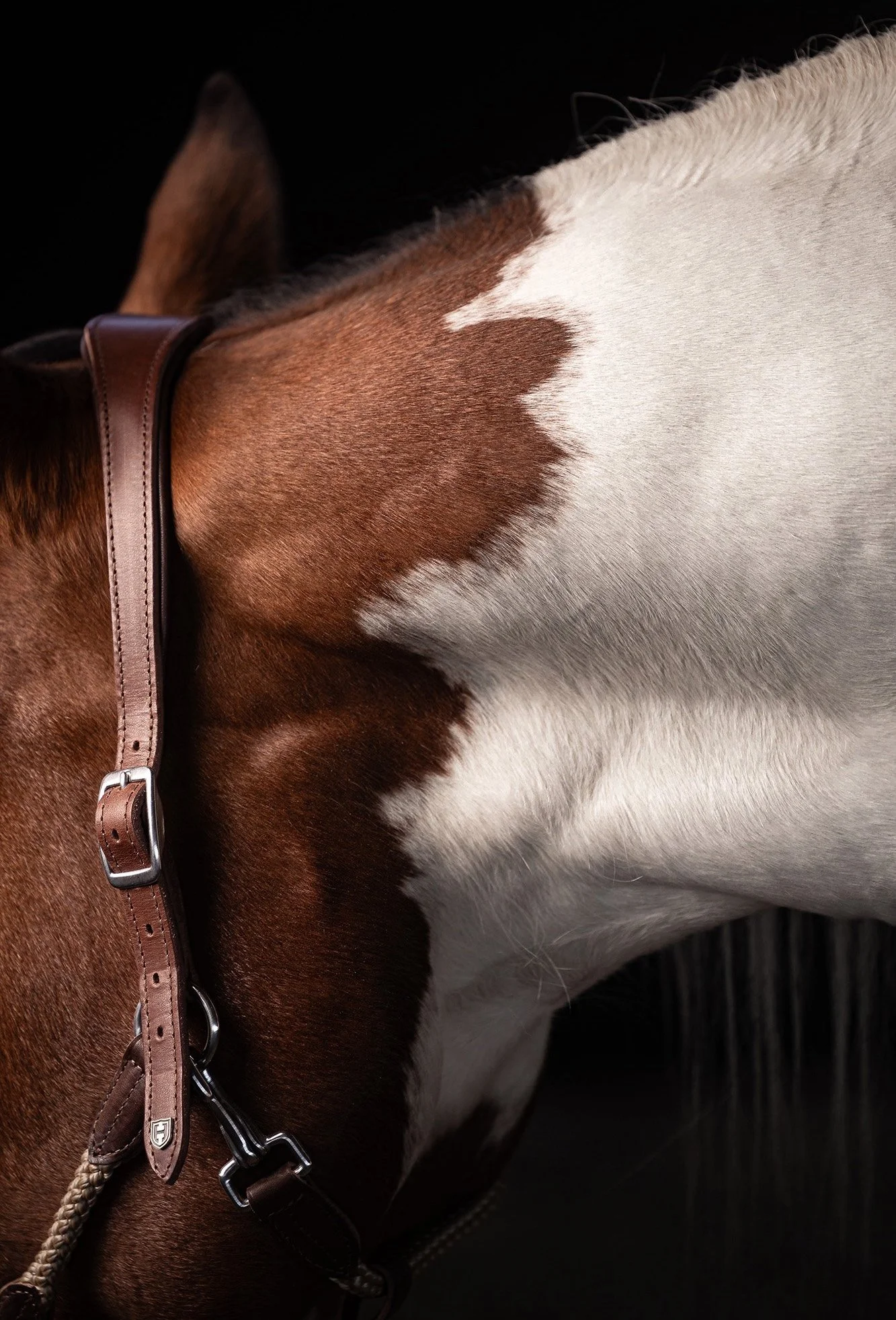 Detailaufnahme eines braun-weiß gescheckten Pferdes im Fotostudio vor schwarzem Hintergrund