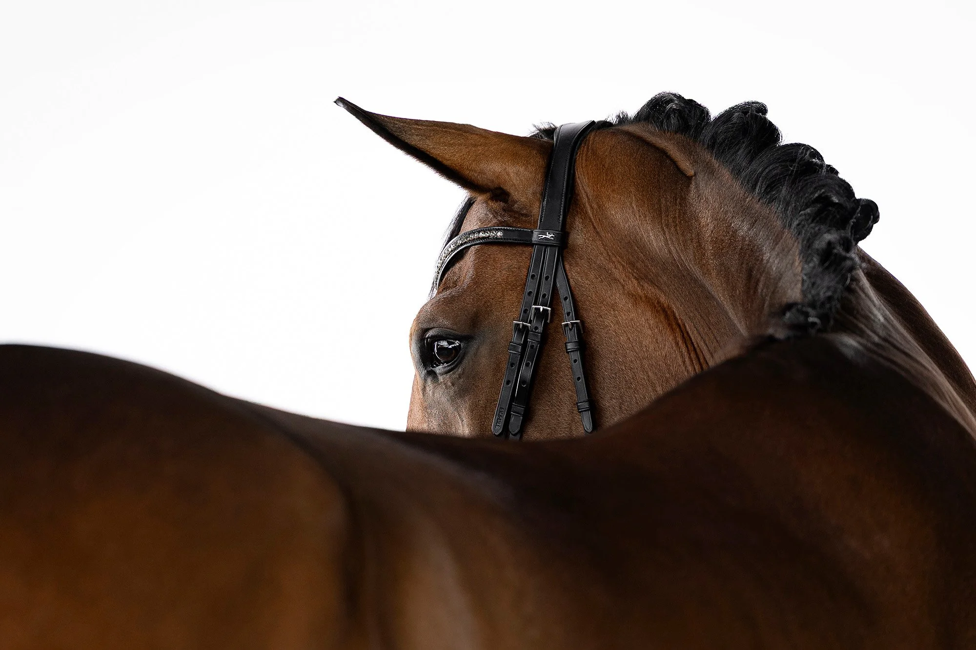 Detailaufnahme eines braunen Pferdes welches über seinen Rücken schaut, vor weißem Hintergrund im mobilen Studio
