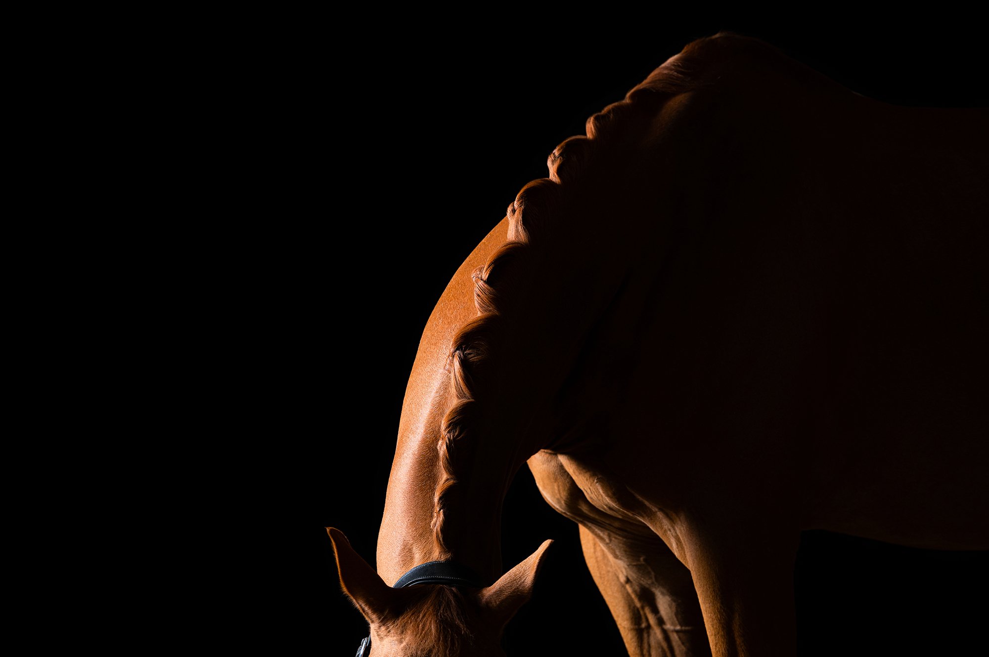 Detailaufnahme von Licht und Schatten auf einem Pferdehals vor schwarzem Hintergrund im mobilen Fotostudio