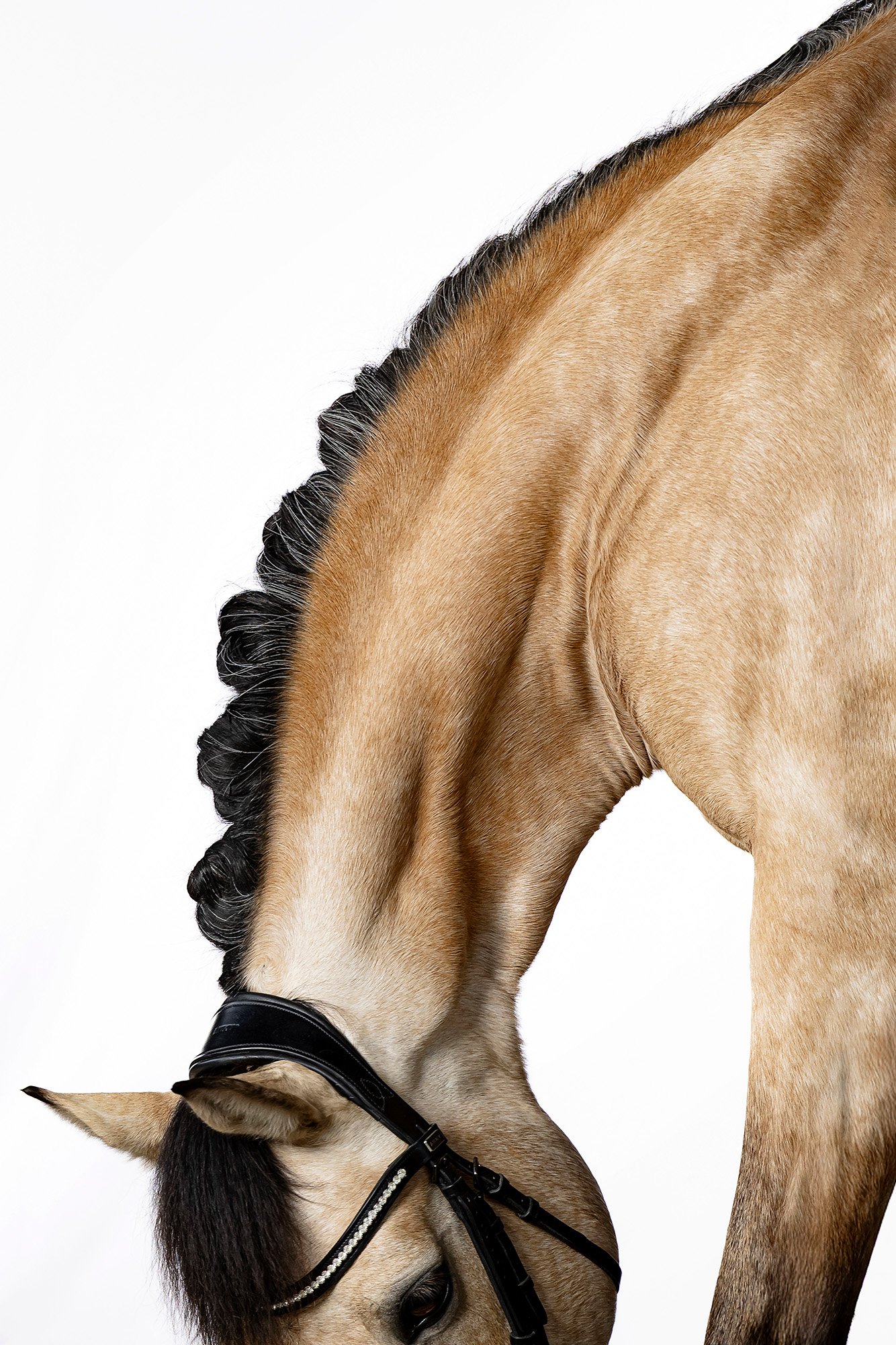 Pferdefotografie im Studio mit weißem Hintergrund