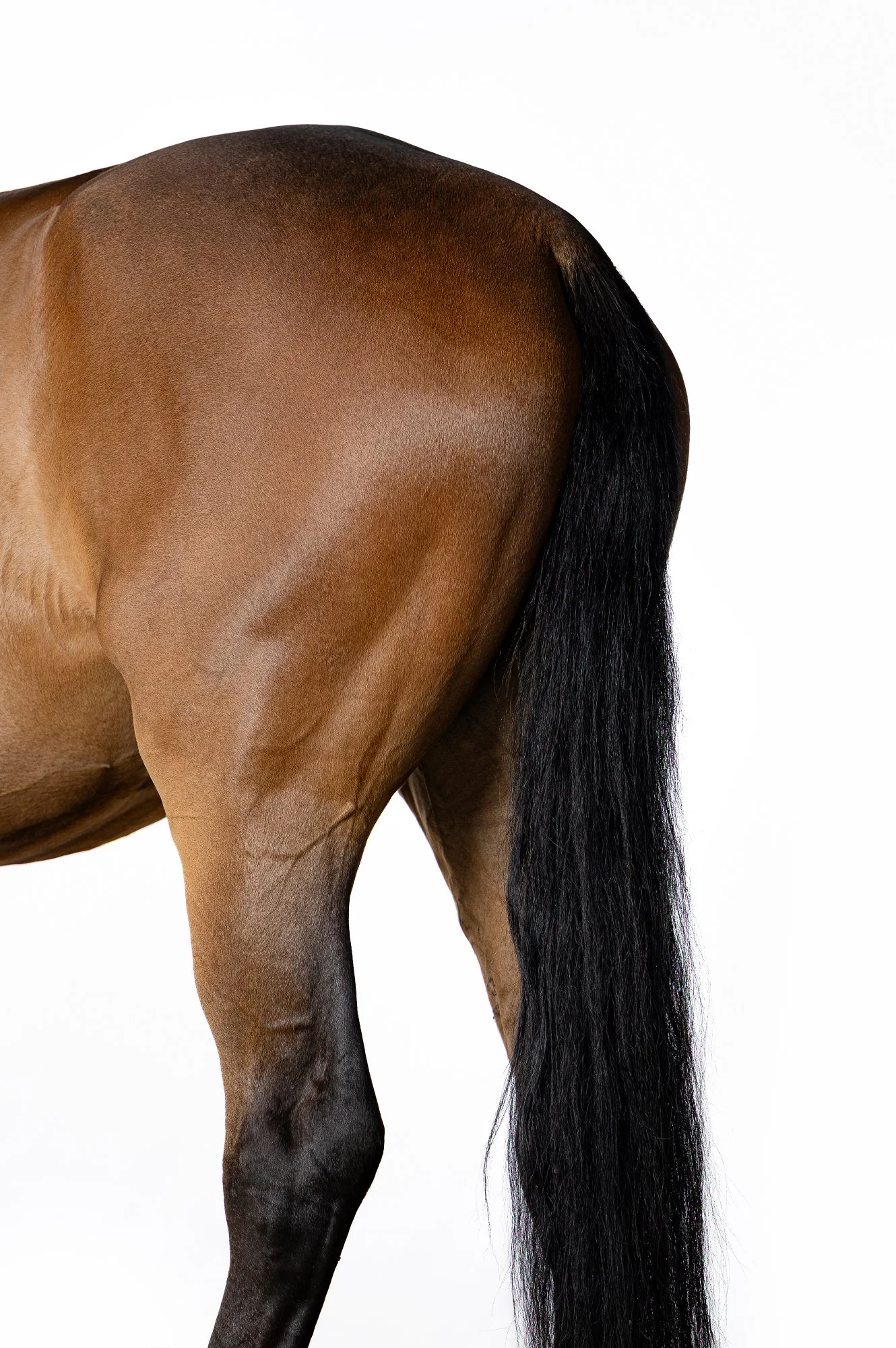 Detailaufnahme eines Pferdes von hinten vor weißem Hintergrund im mobilen Fotostudio