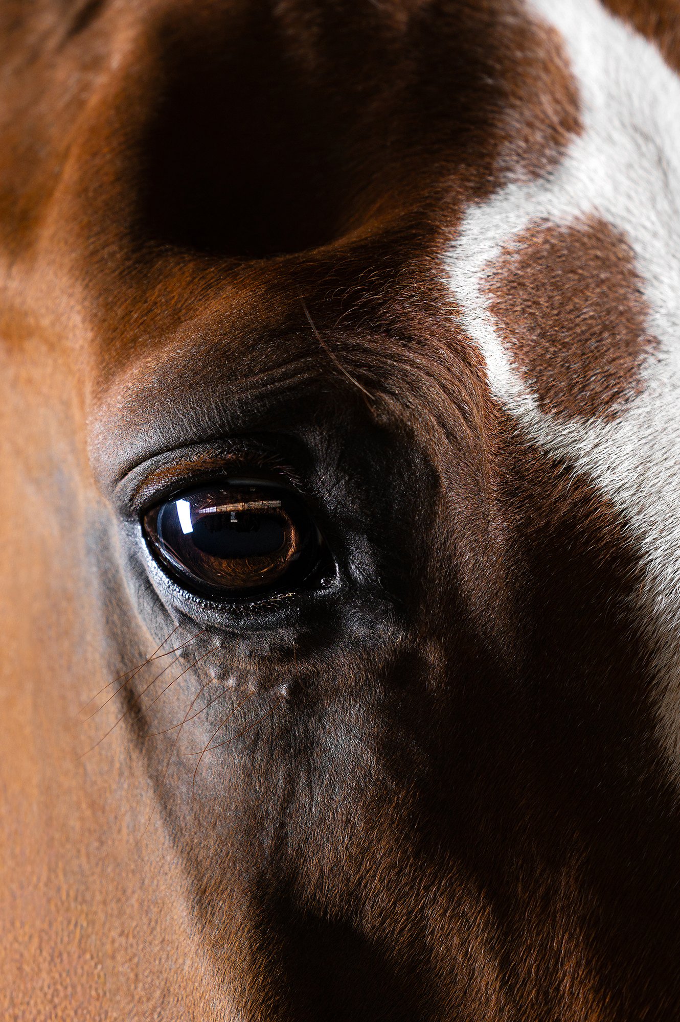 Fine-Art Detailfoto eines Pferdeauges mit Spiel von Licht und Schatten im mobilen Fotostudio