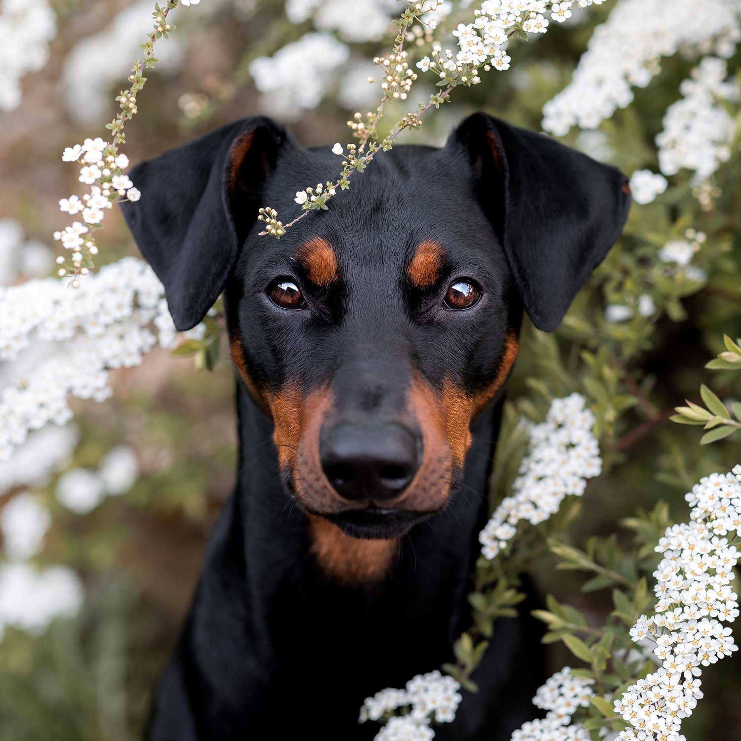 Mein Hund Fievel.jpg