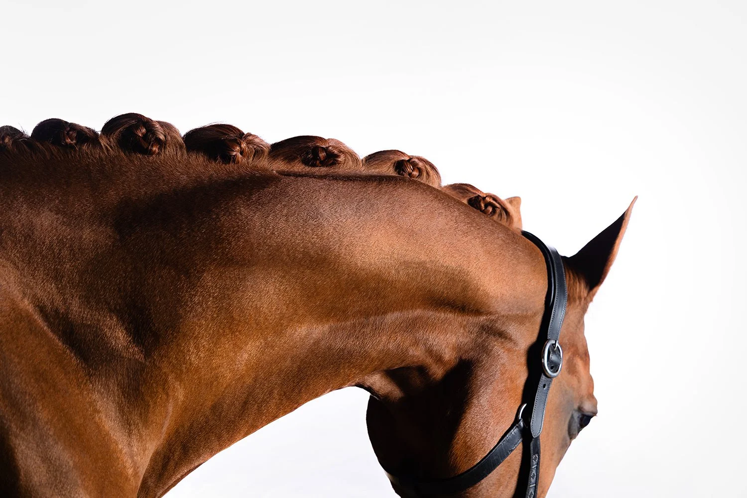 fuchsfarbenes Pferd im Studio vor weißem Hintergrund mit gestrecktem Hals 
