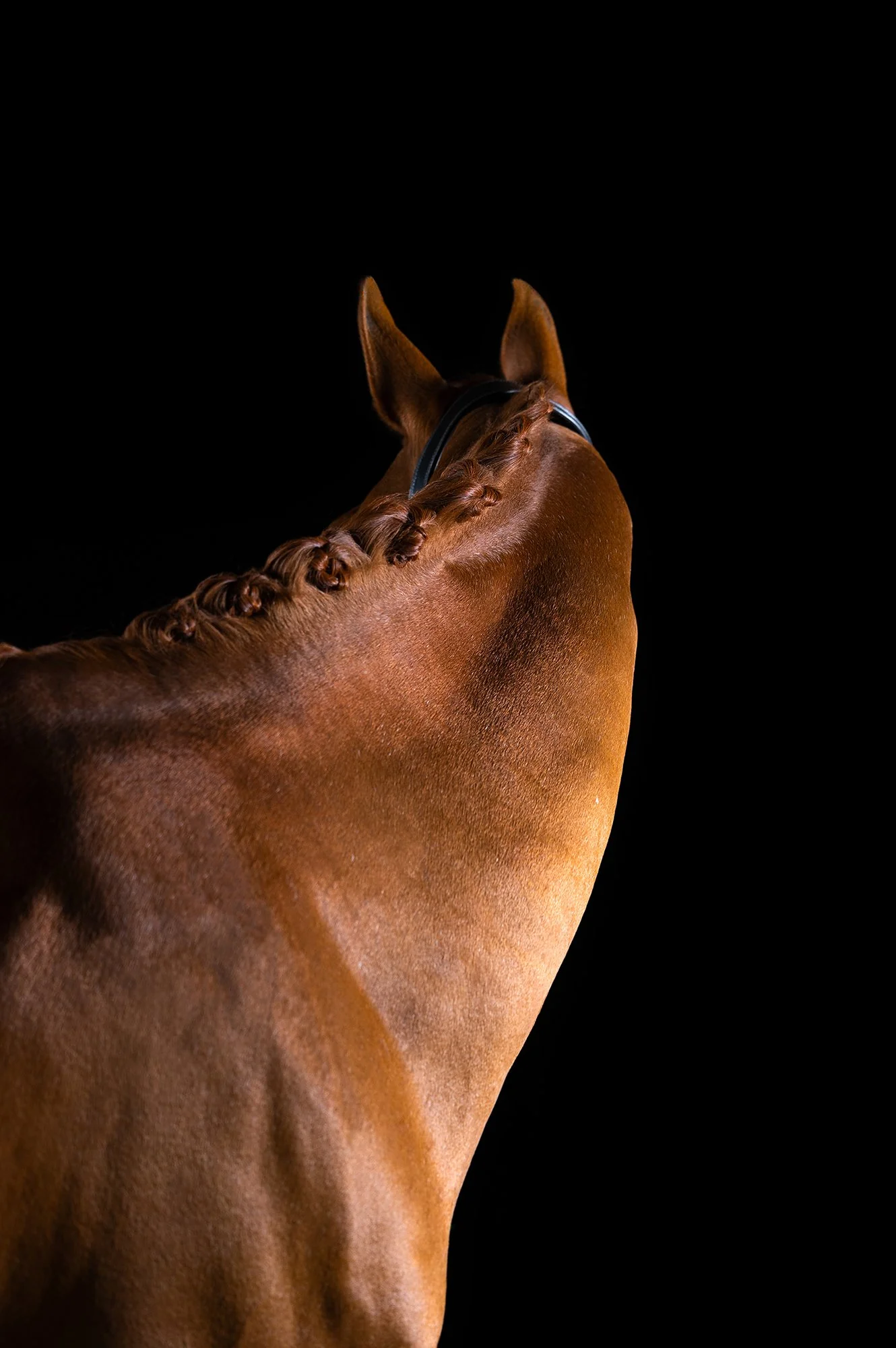 Detailaufnahme eines fuchsfarbenen Pferdehalses vor schwarzem Hintergrund im mobilen Studio