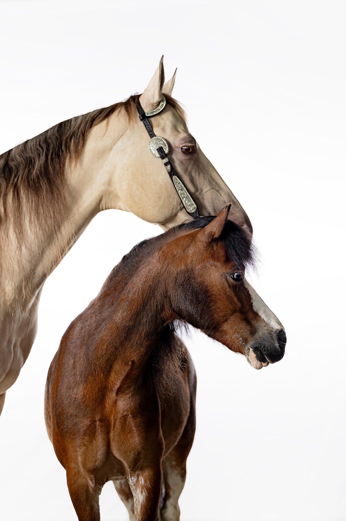 Pferdefreundschaft zwischen Pferd und Pony, festgehalten vor weißem Hintergrund im mobilen Fotostudio