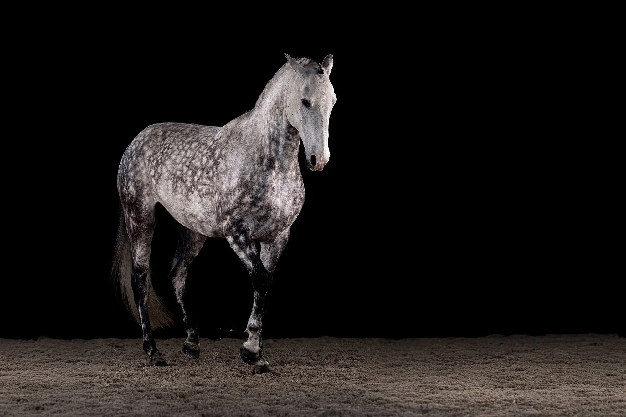 Grauschimmel piaffiert frei vor schwarzem Hintergrund im mobilen Studio
