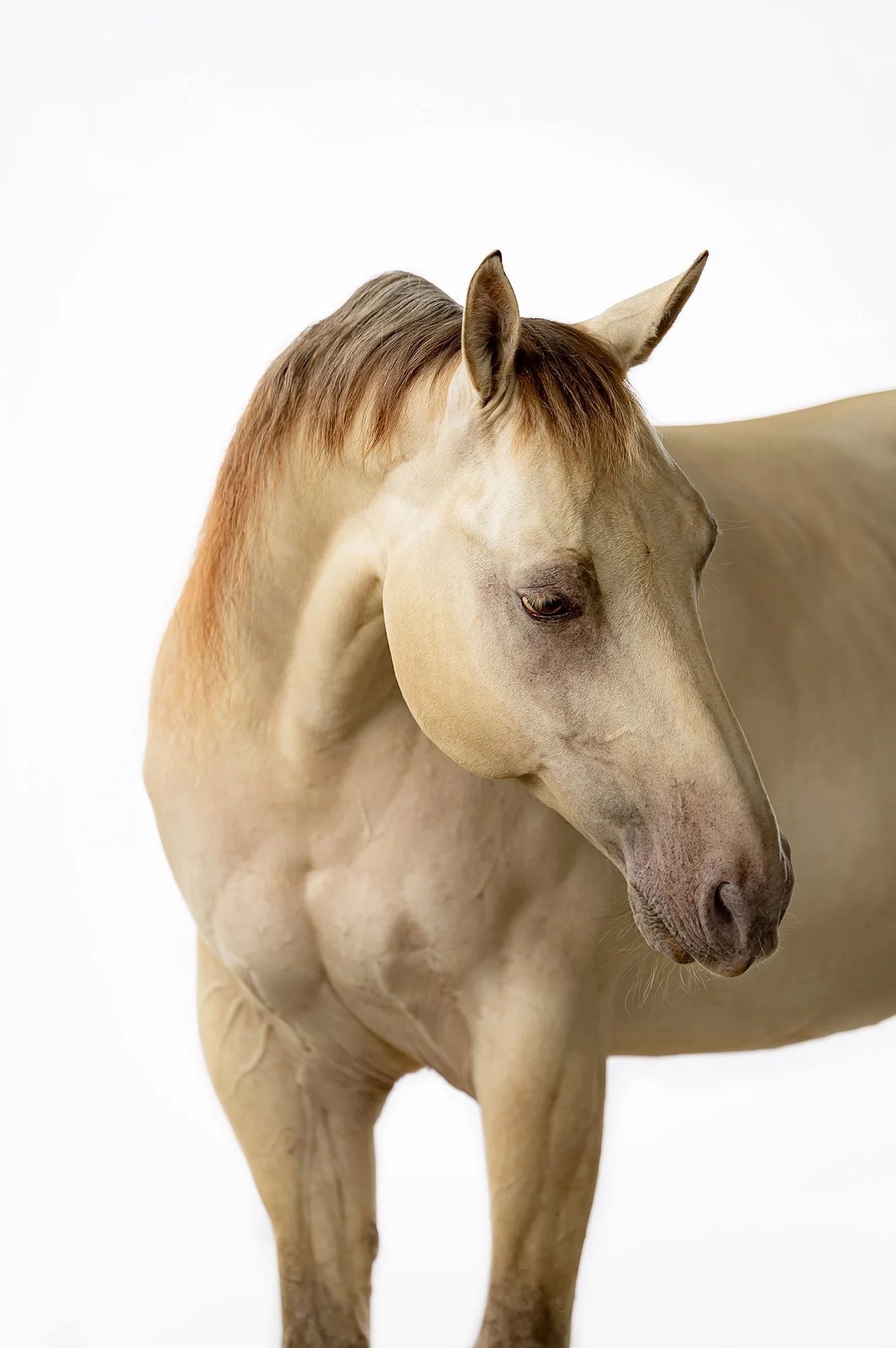 Detailaufnahme eines beigen Pferdes welches zur Seite schaut vor weißem Hintergrund im mobilen Fotostudio