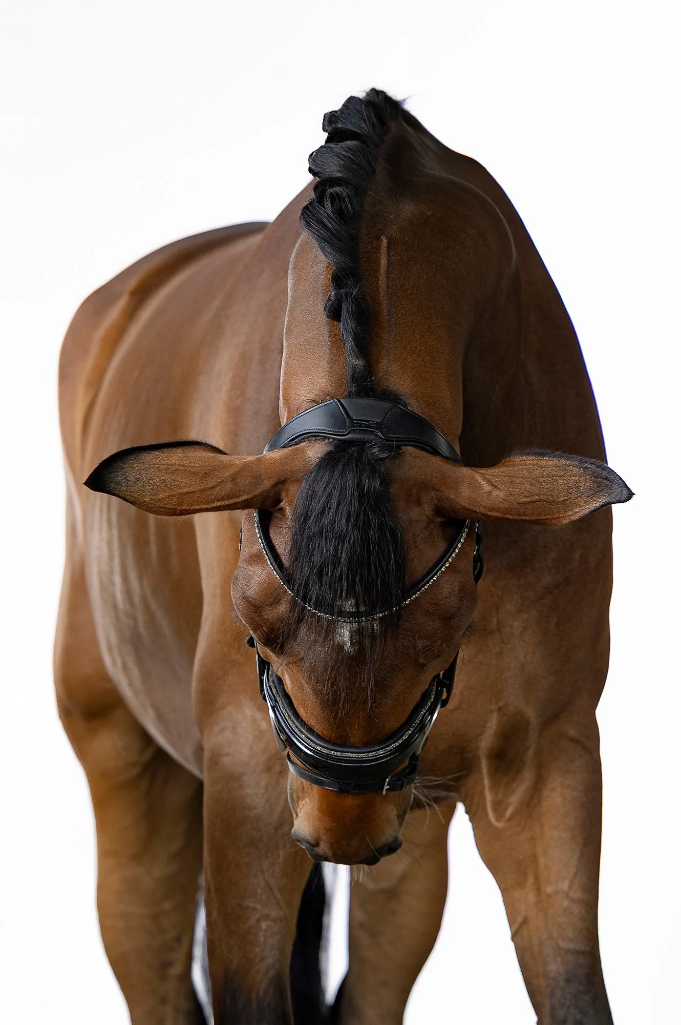 Ein braunes Pferd verneigt sich vor dem Zuschauer, festgehalten vor weißem Hintergrund im mobilen Fotostudio