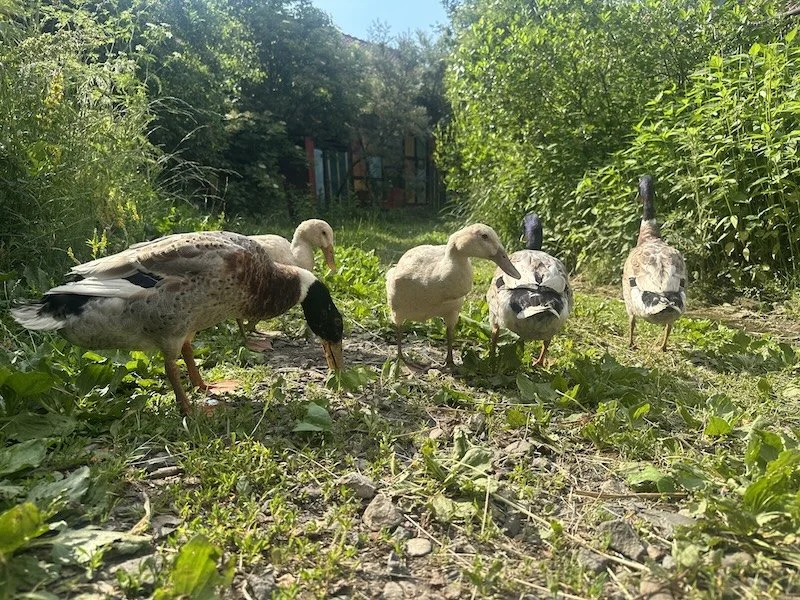  Die Laufenten-Bande beim Hofspaziergang 