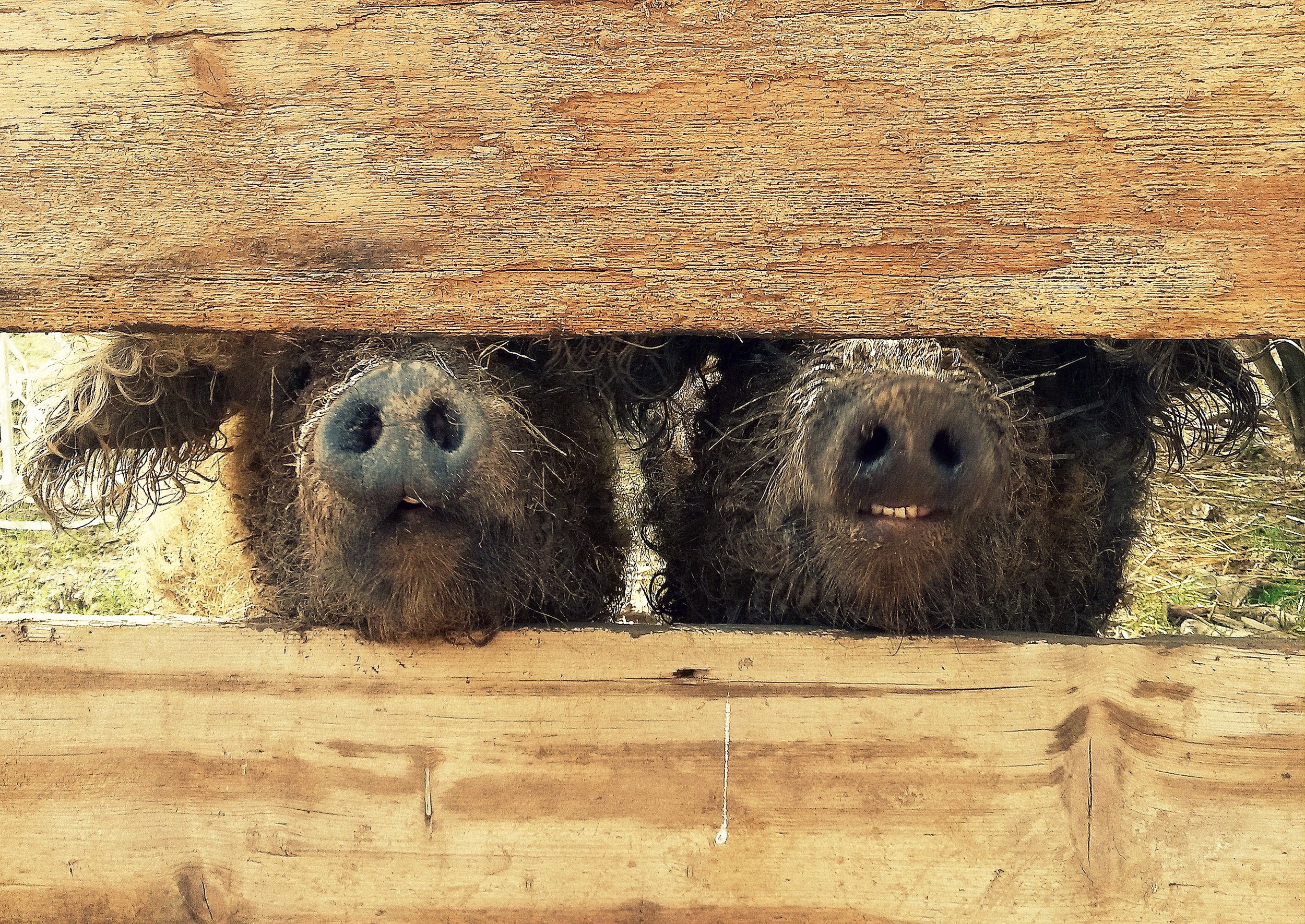 die Wollschweine Krümel und Fussek