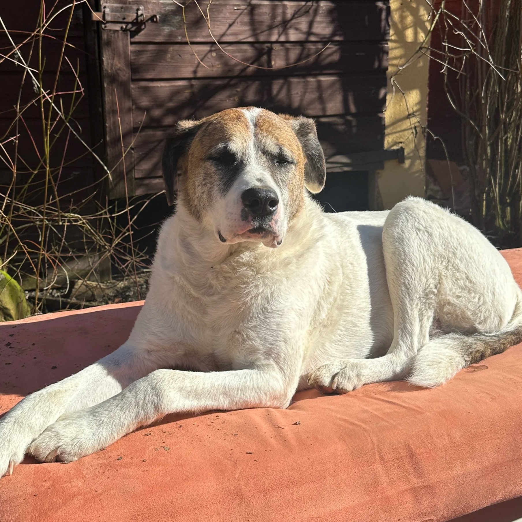 Hund Johnny genießt die Sonne
