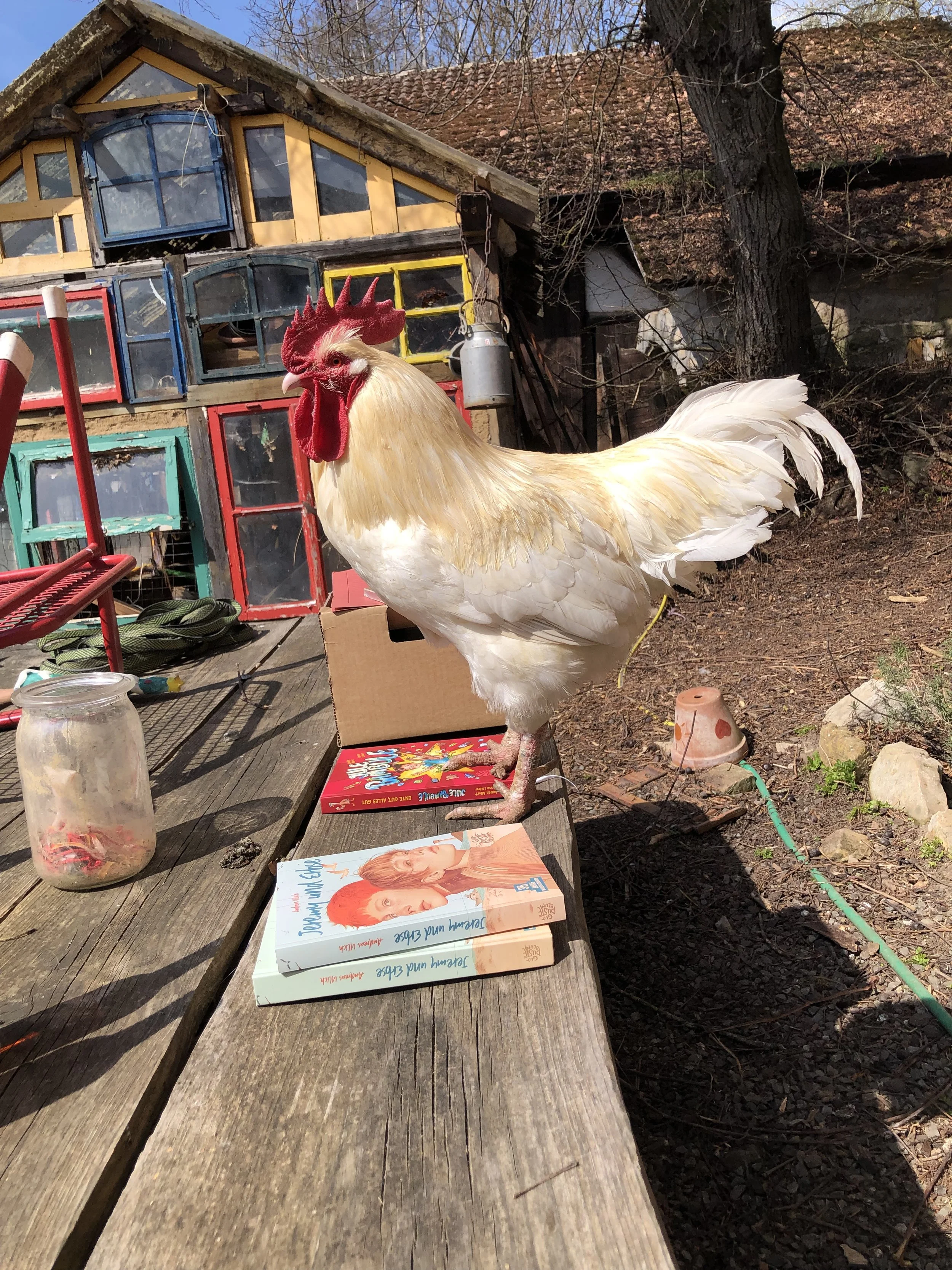 Weißer Hahn auf Holztisch mit Kinderbüchern, darunter Jeremy und Erbse von Andreas Ulich, im Garten von Gut Pusteblume vor einem bunten Gewächshaus.