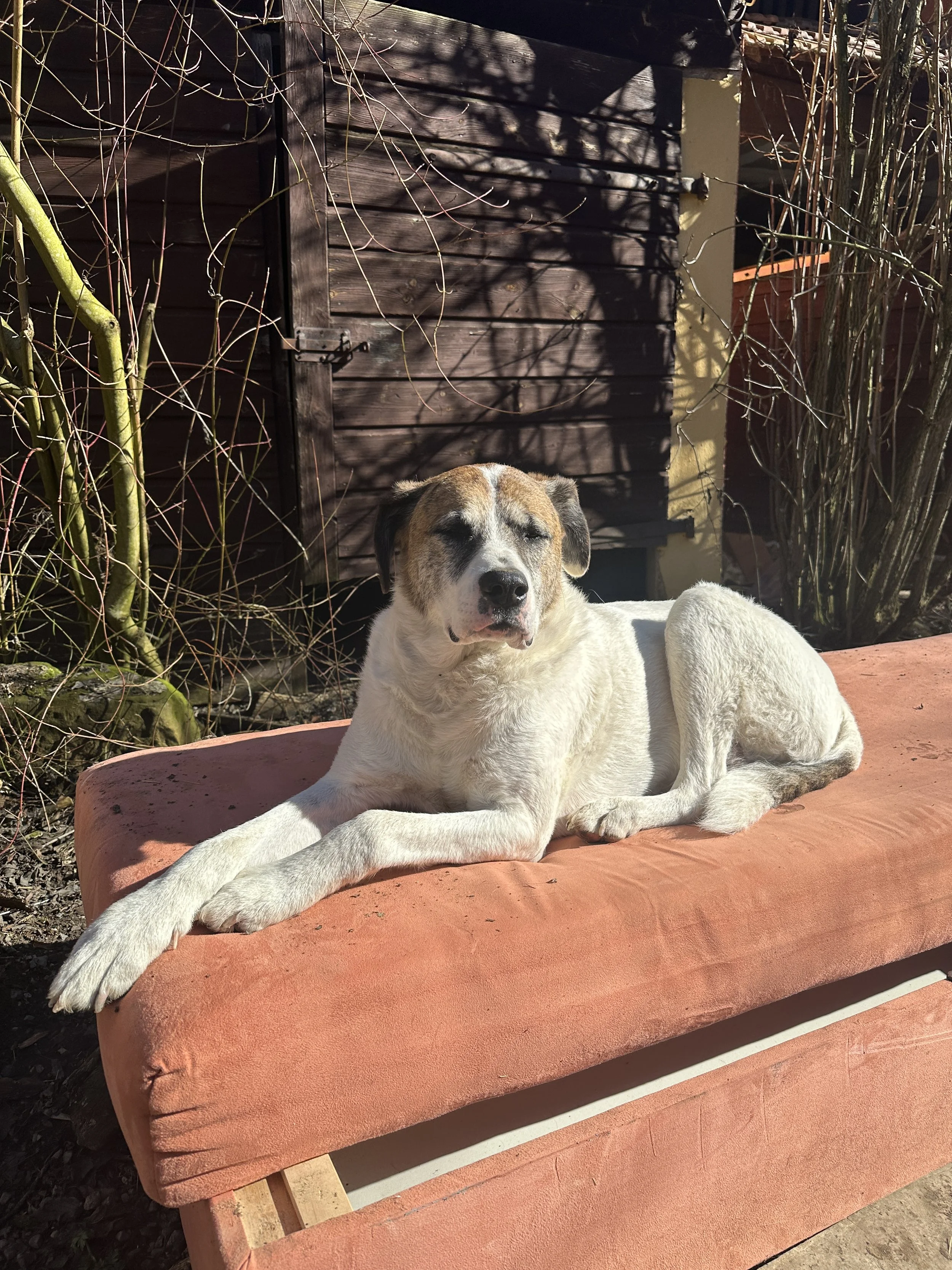 Hund Johnny 