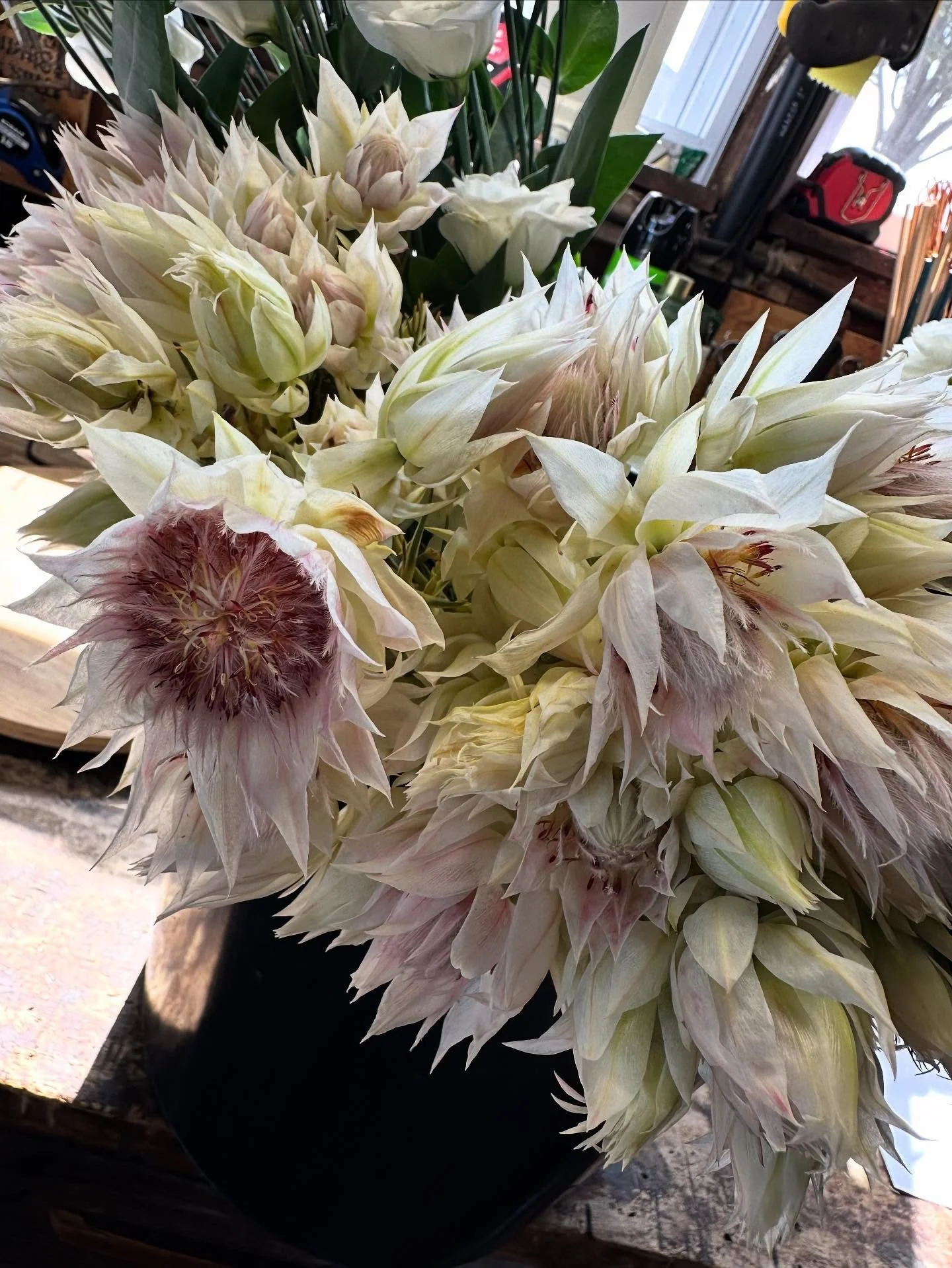 Blushing Bride Protea…
Is she amazing? Absolutely!
Is she practical? Heavens no! 
But when have I ever been accused of being practical? 🤣