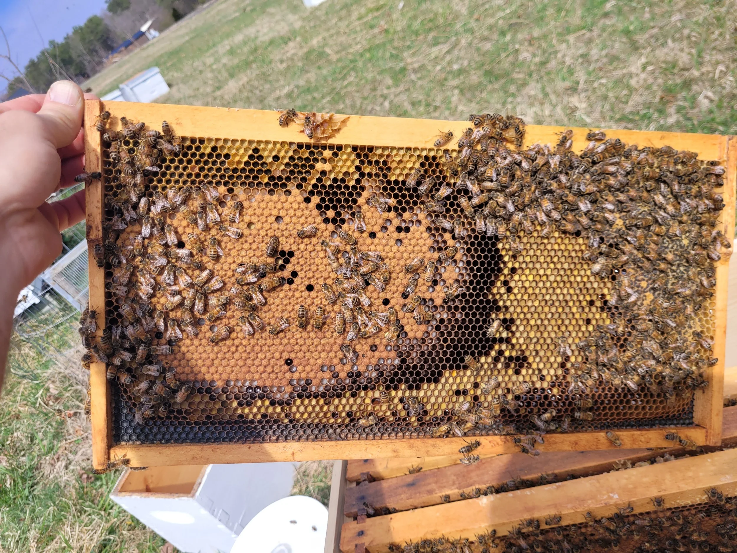 Bee Yard Basics - March