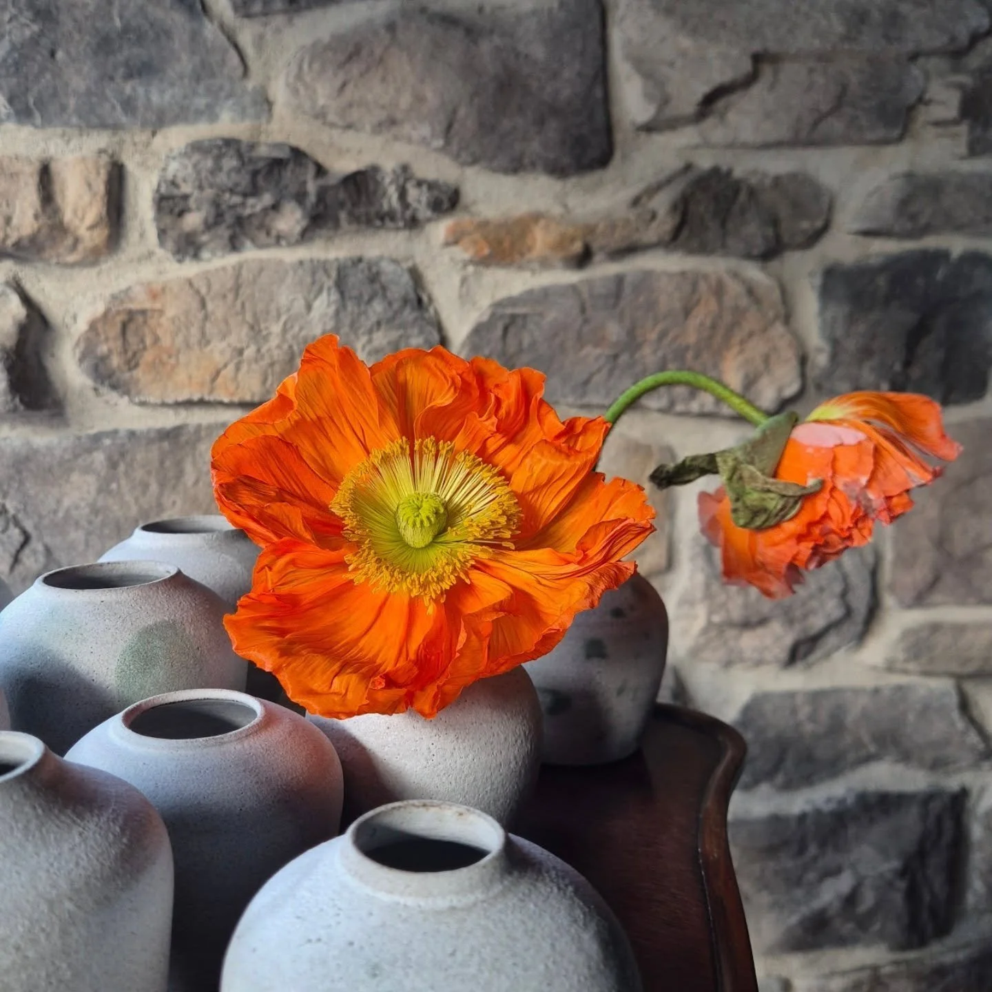 S&aring; sansl&ouml;st vacker!!!🧡🧡🧡

V&aring;rst&auml;dar och &auml;ndrar om i butiken efter min medverkan p&aring; Hallands matfest. Den ena vallmon jag k&ouml;pte till Matfesten har nu slagit ut och det k&auml;ndes som hela butiken lyste upp!

V