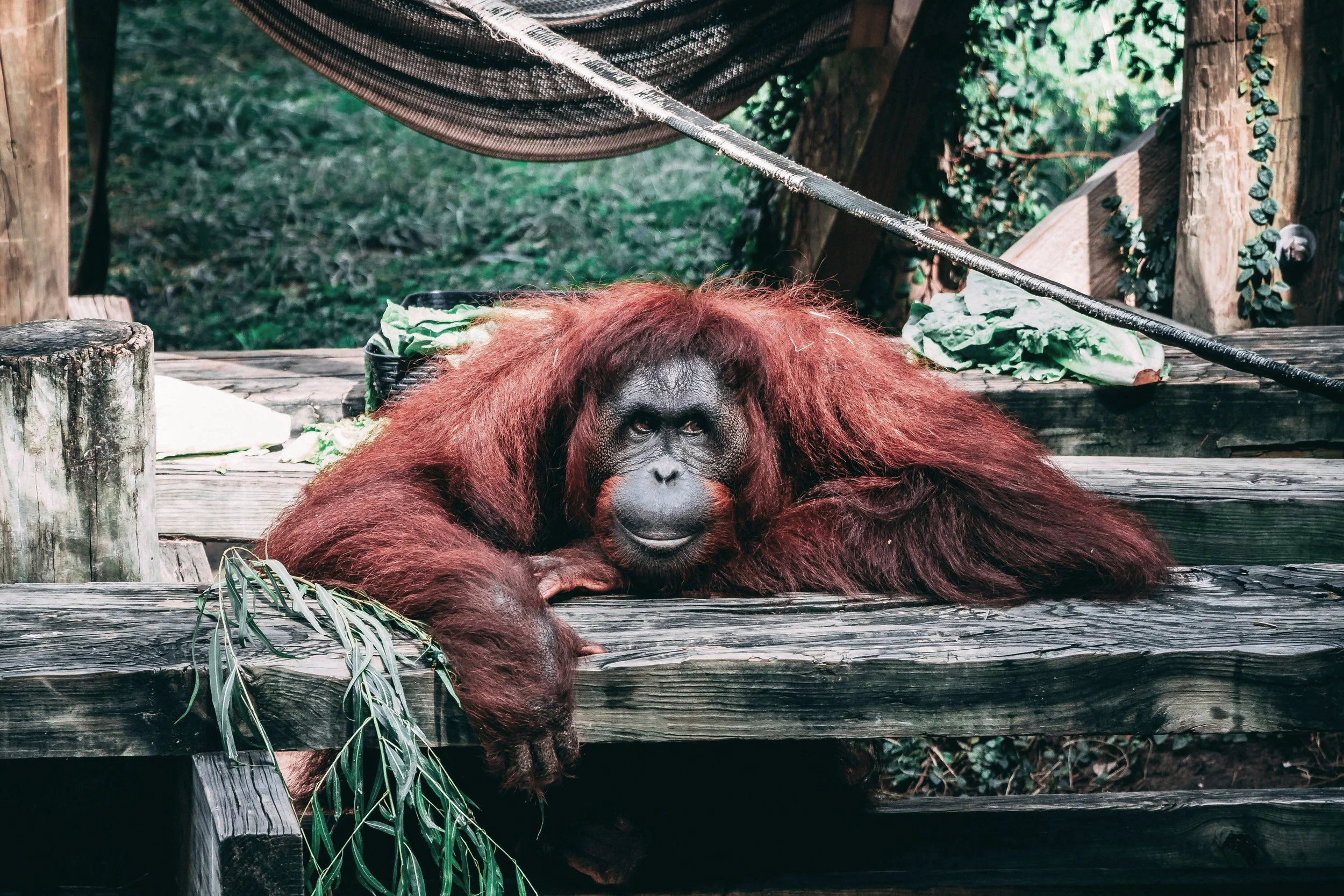 Orangután relajado después del trabajo