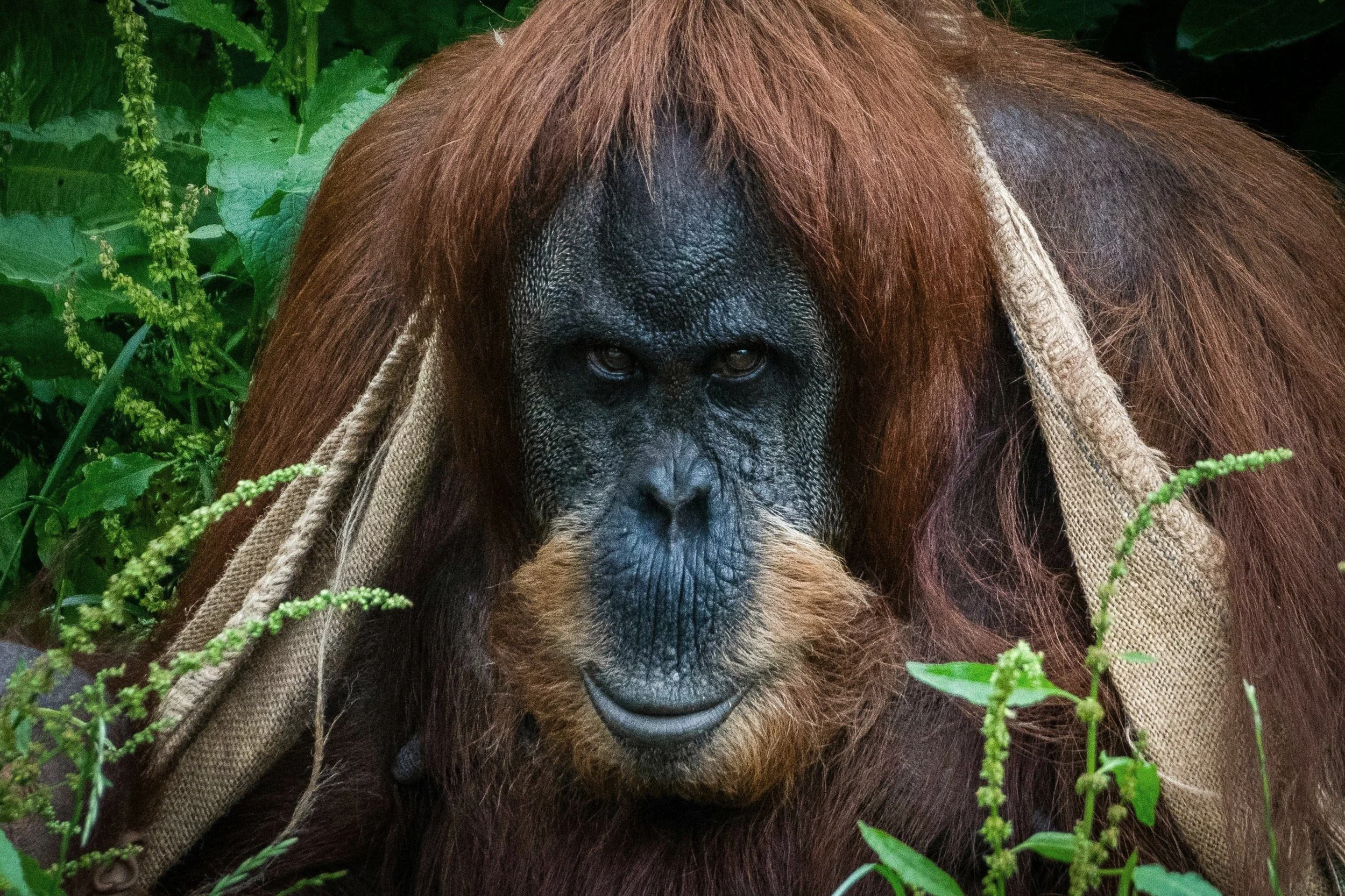 Un orangután con pelaje marrón en un entorno de vegetación densa.