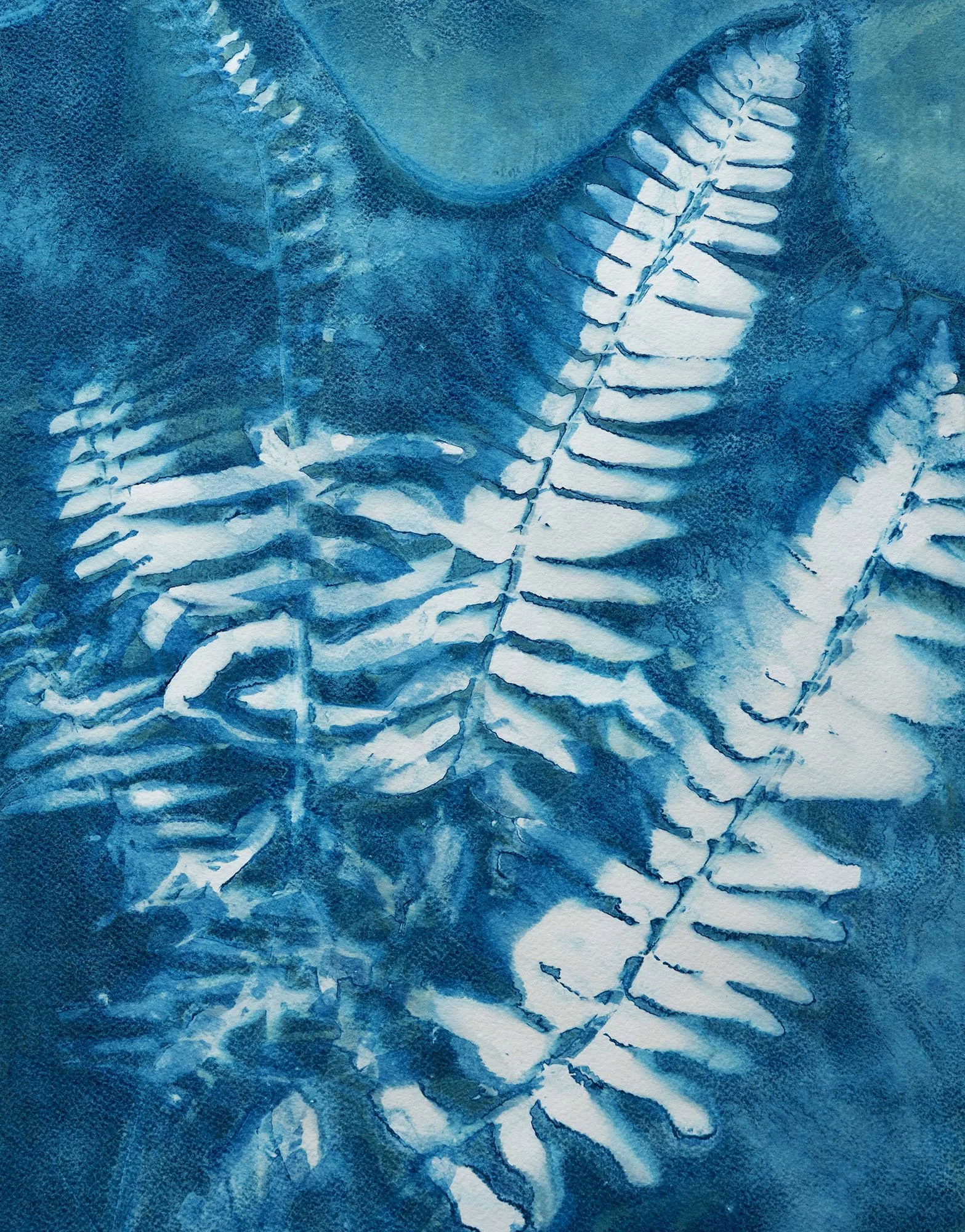 Native blue ridge fern
18 x 24 inches