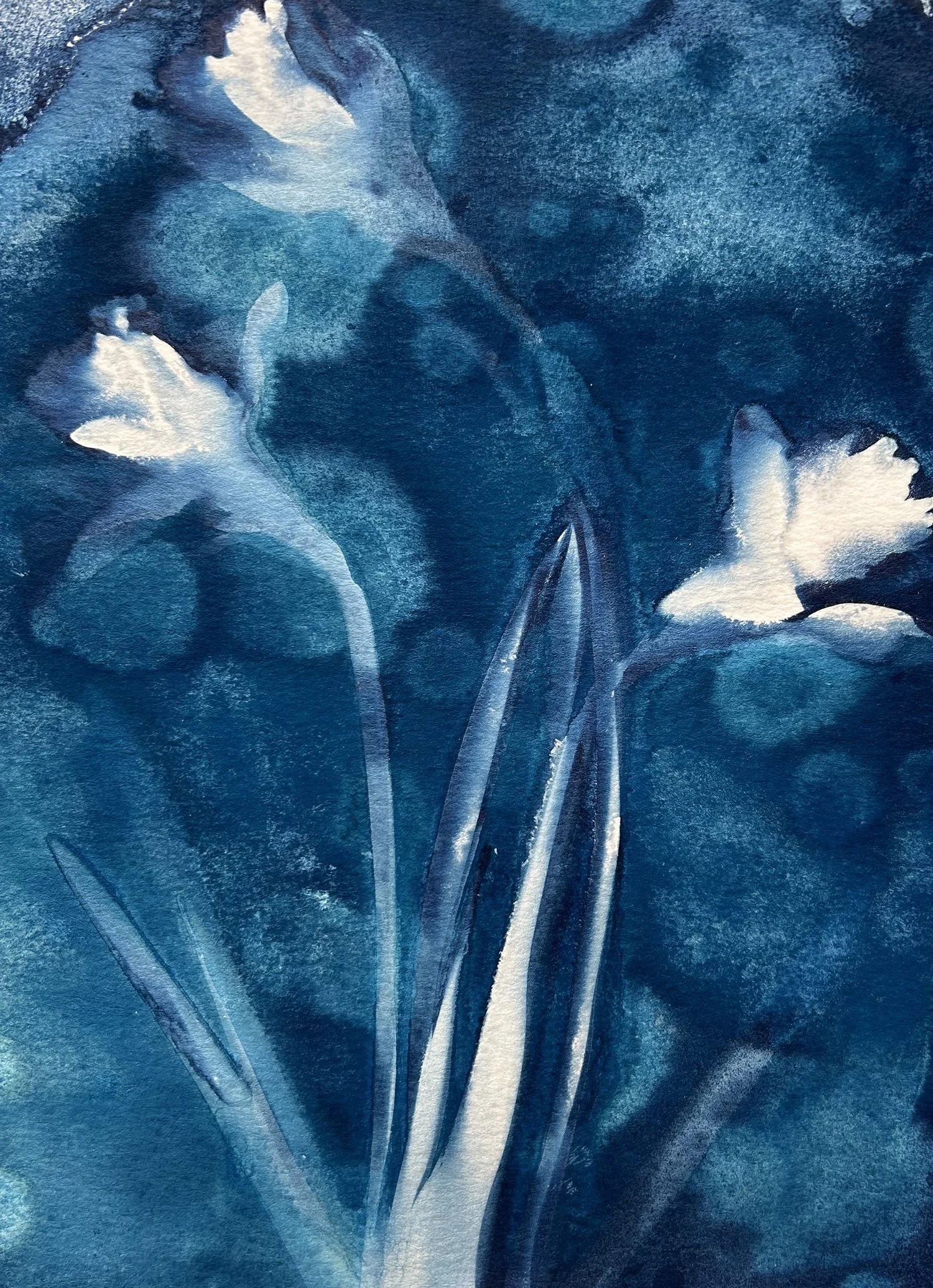 Small daffodils
8.5 x 11 inches