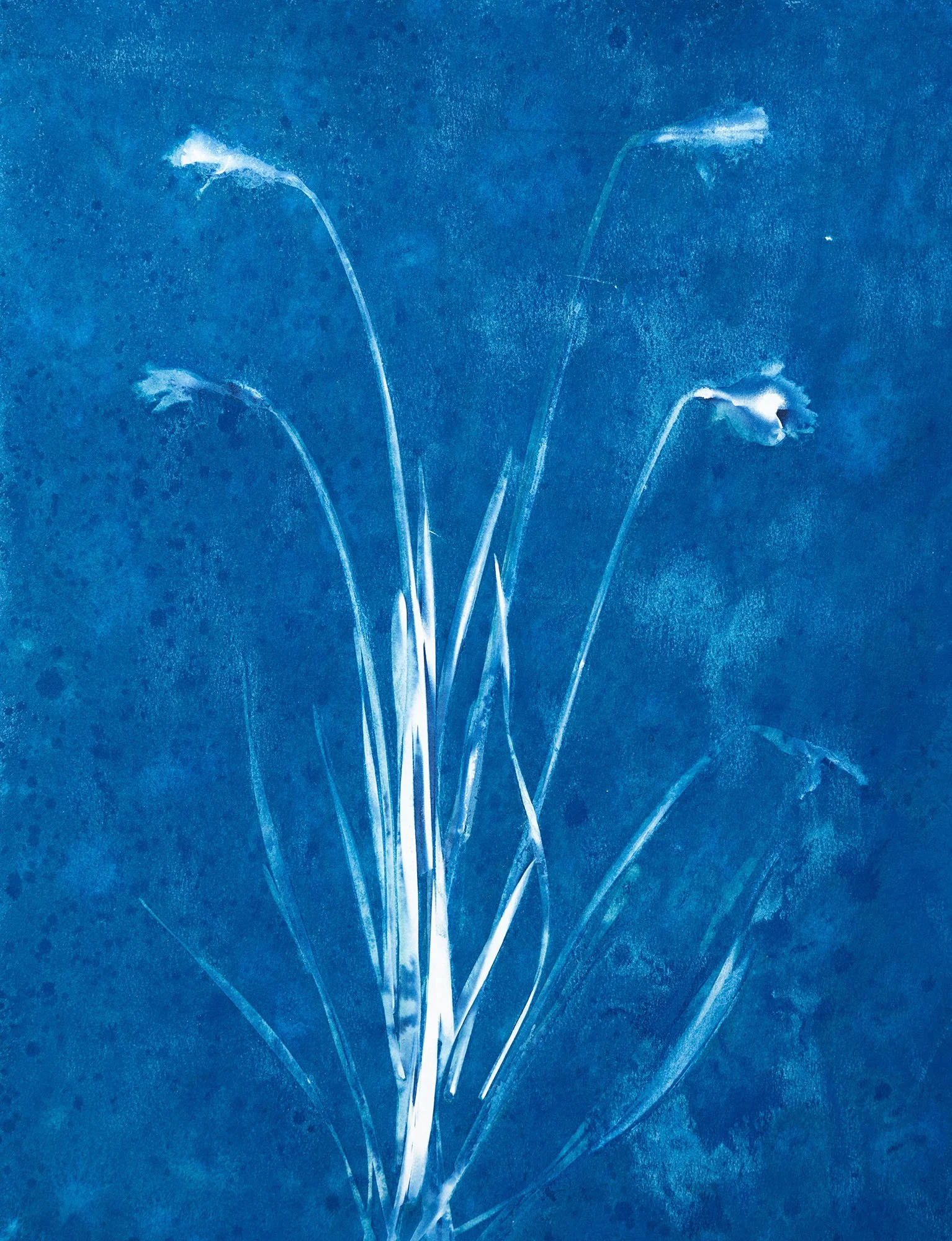 Large daffodils
18 x 24 inches