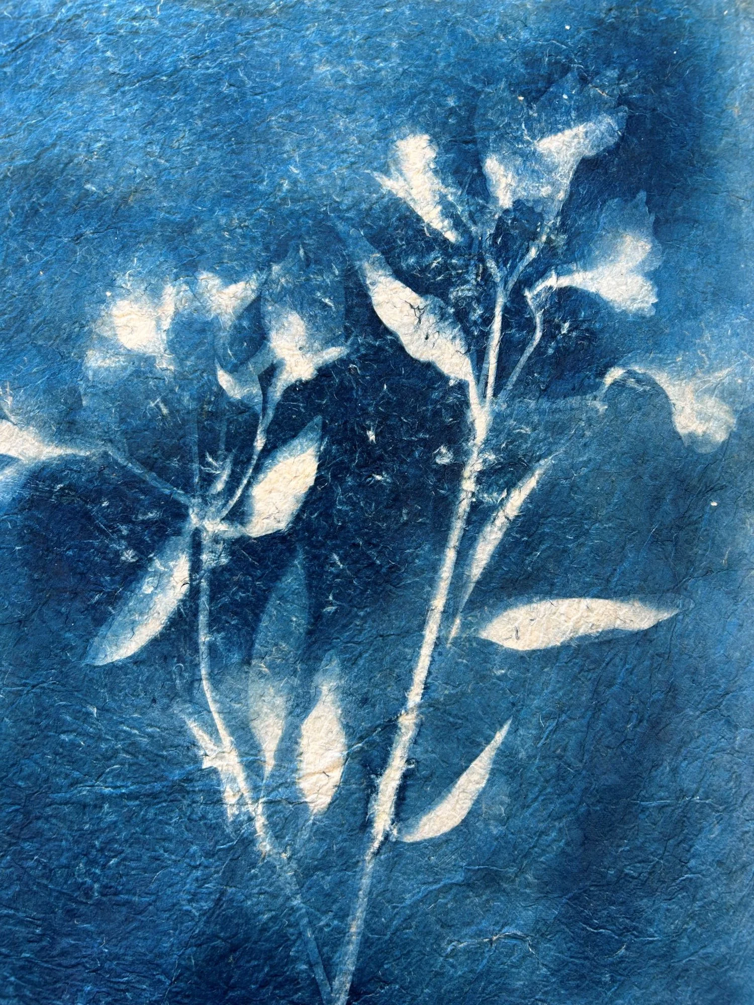 Alstroemeria Lilies on Nepali Paper  18 x 24 inches