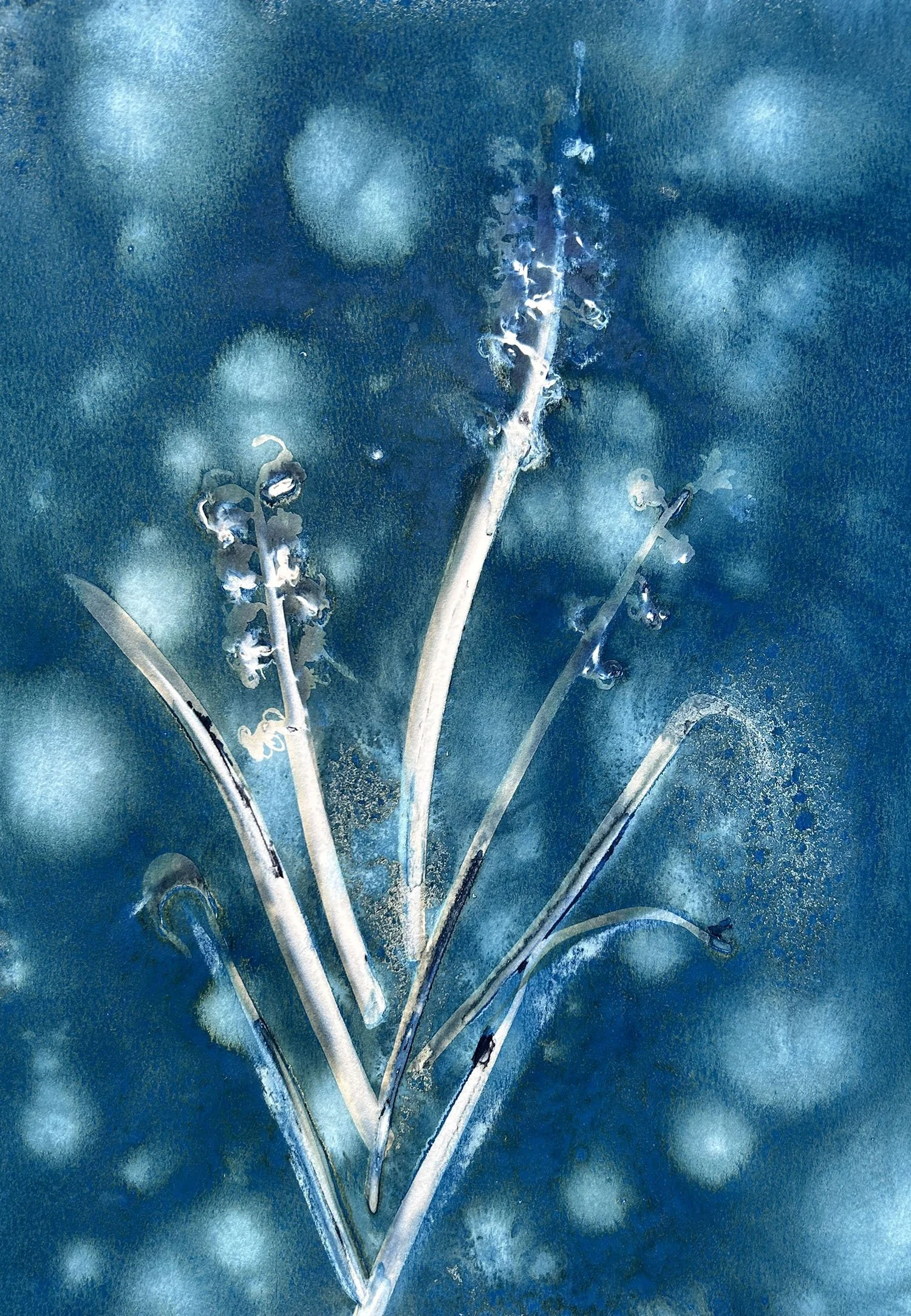 Hyacinth
18 x 24 inches