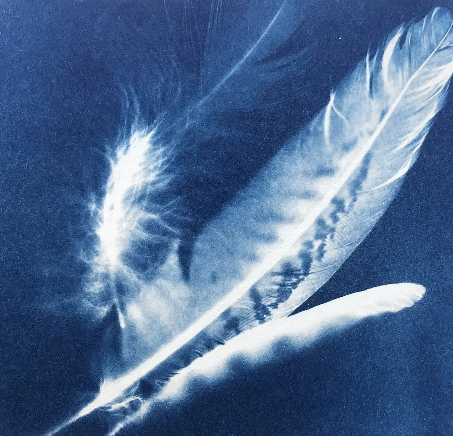 Feathers.jpg