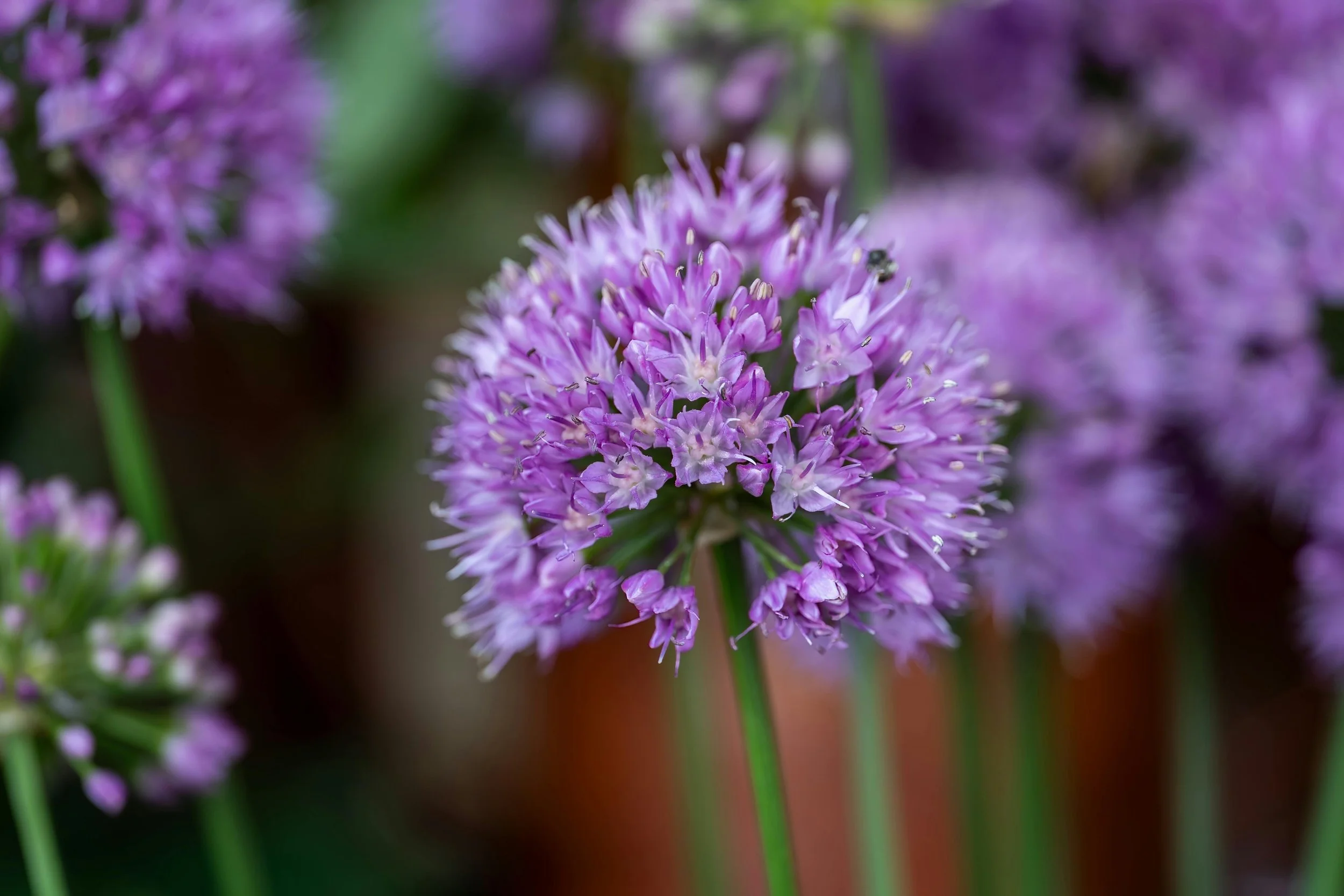 Fall Bulb Planting in Zone 6: How to Grow Stunning Spring Cut Flowers