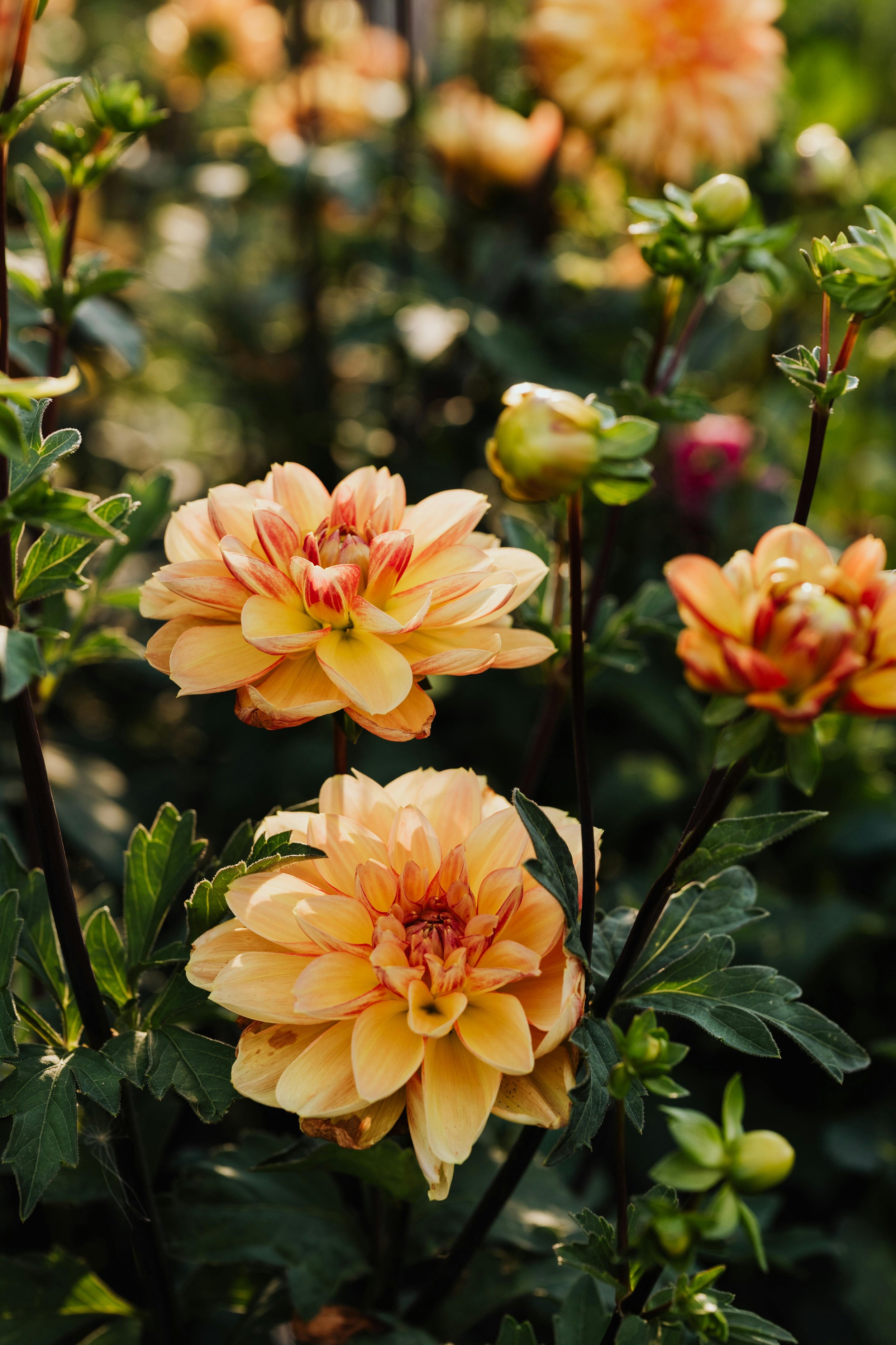 Close-up of peach-colored dahlias with green leaves and blurred background of garden flowers.