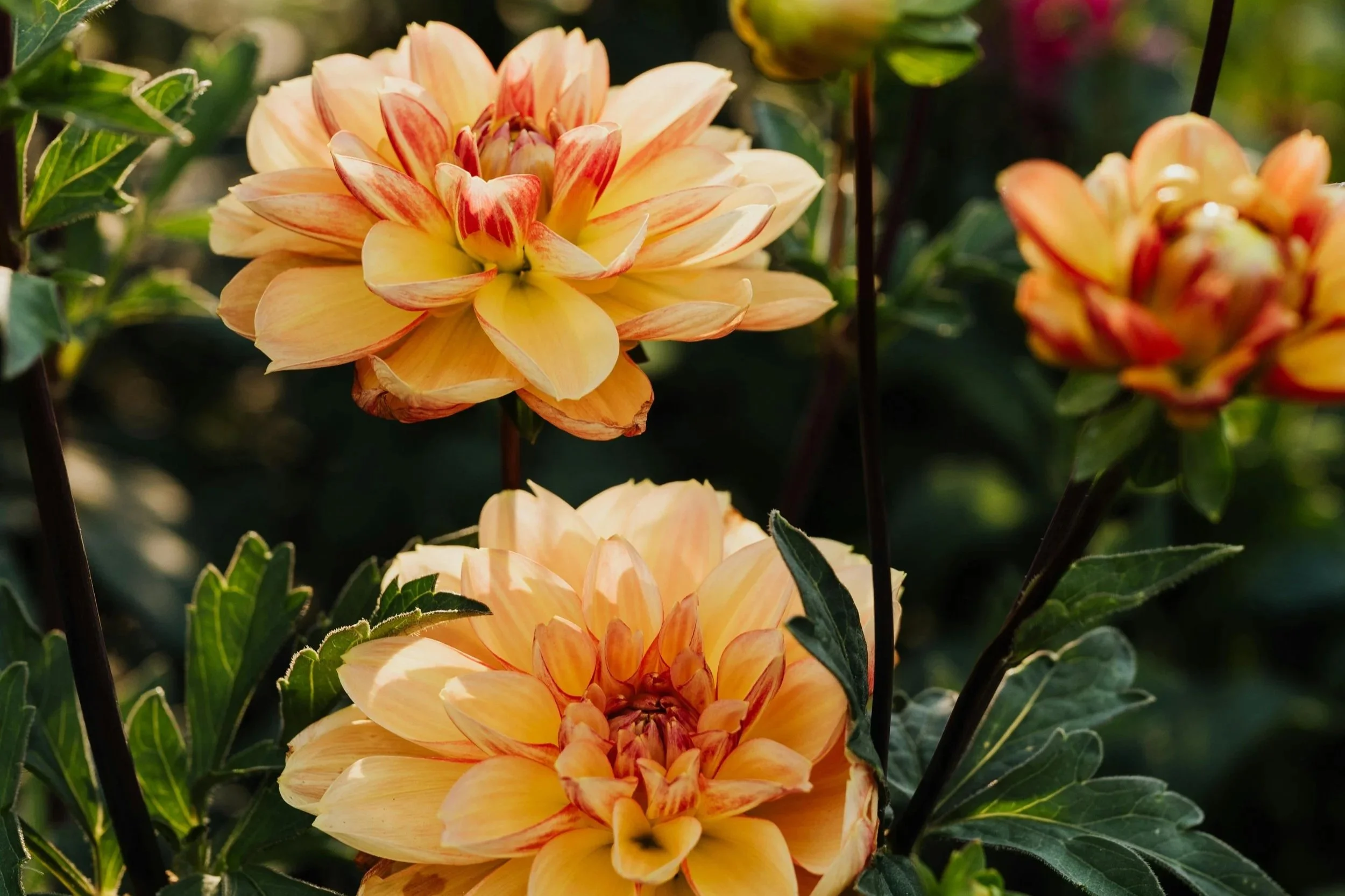 Zone 6 Companion Planting Guide: What I Pair, What I Skip, and When I Plant It