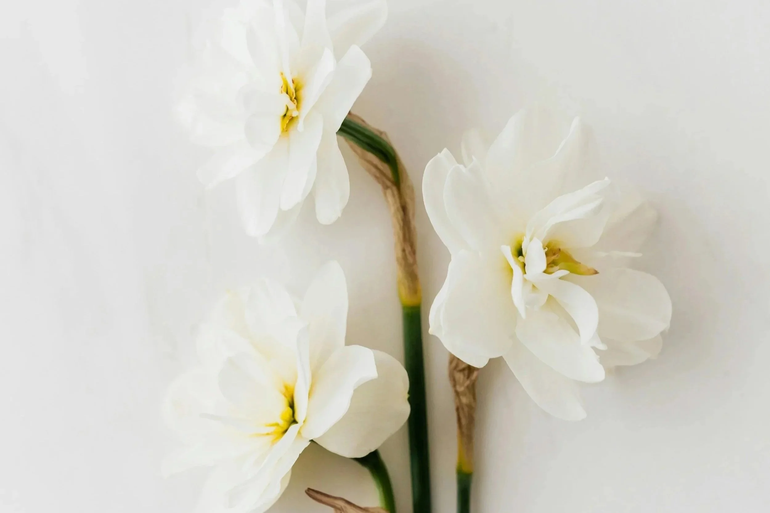 Fall Bulb Planting Mistakes to Avoid in Zone 6: Tips for a Spring Cutting Garden