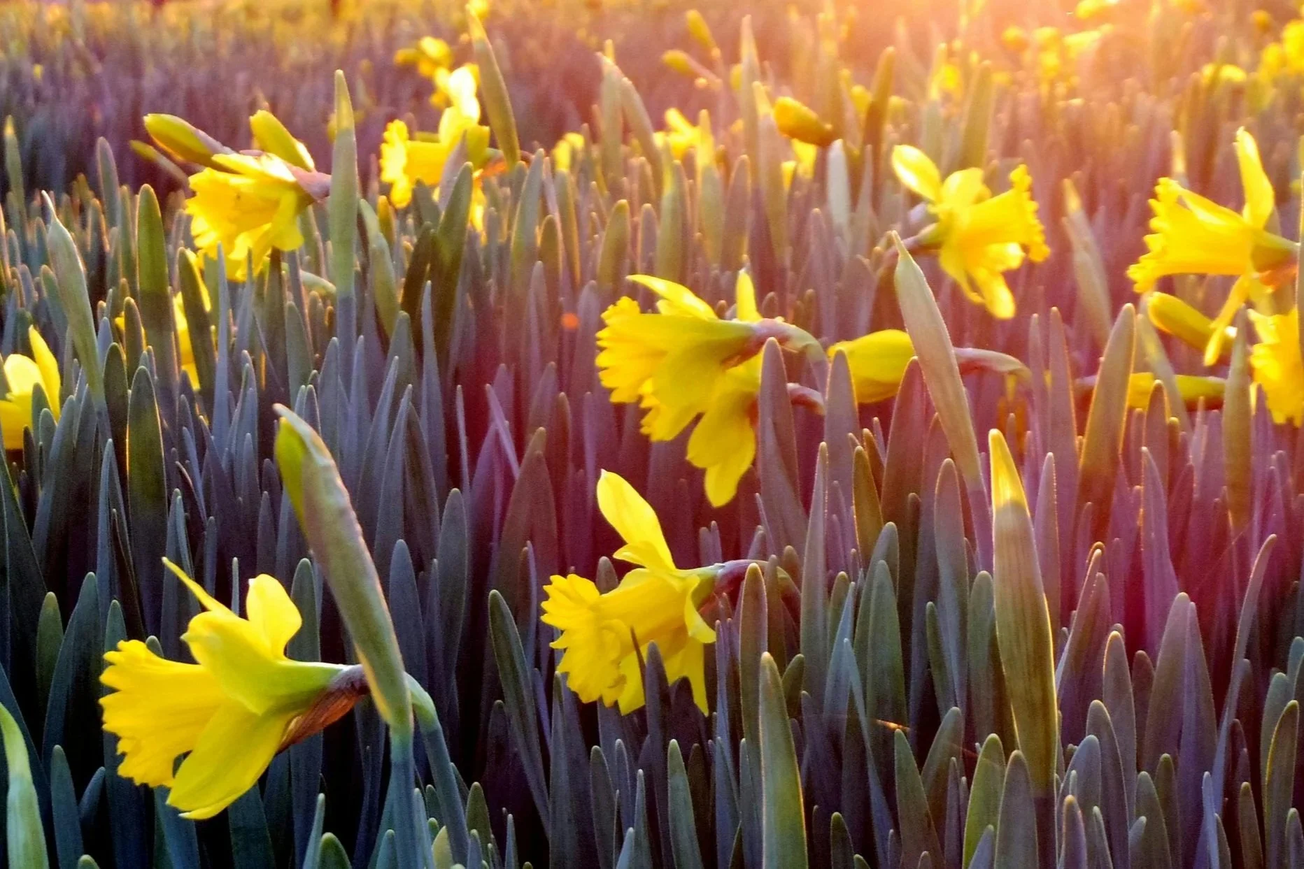 Seasonal Wedding Flowers in Connecticut by Month