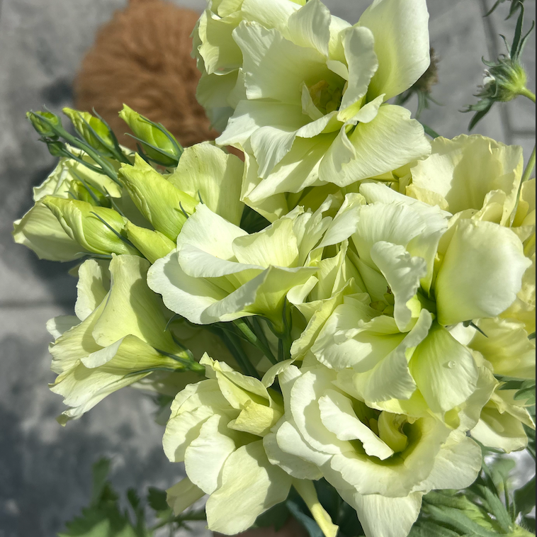 Close-up of light yellow and cream-colored lisianthus flowers with buds.