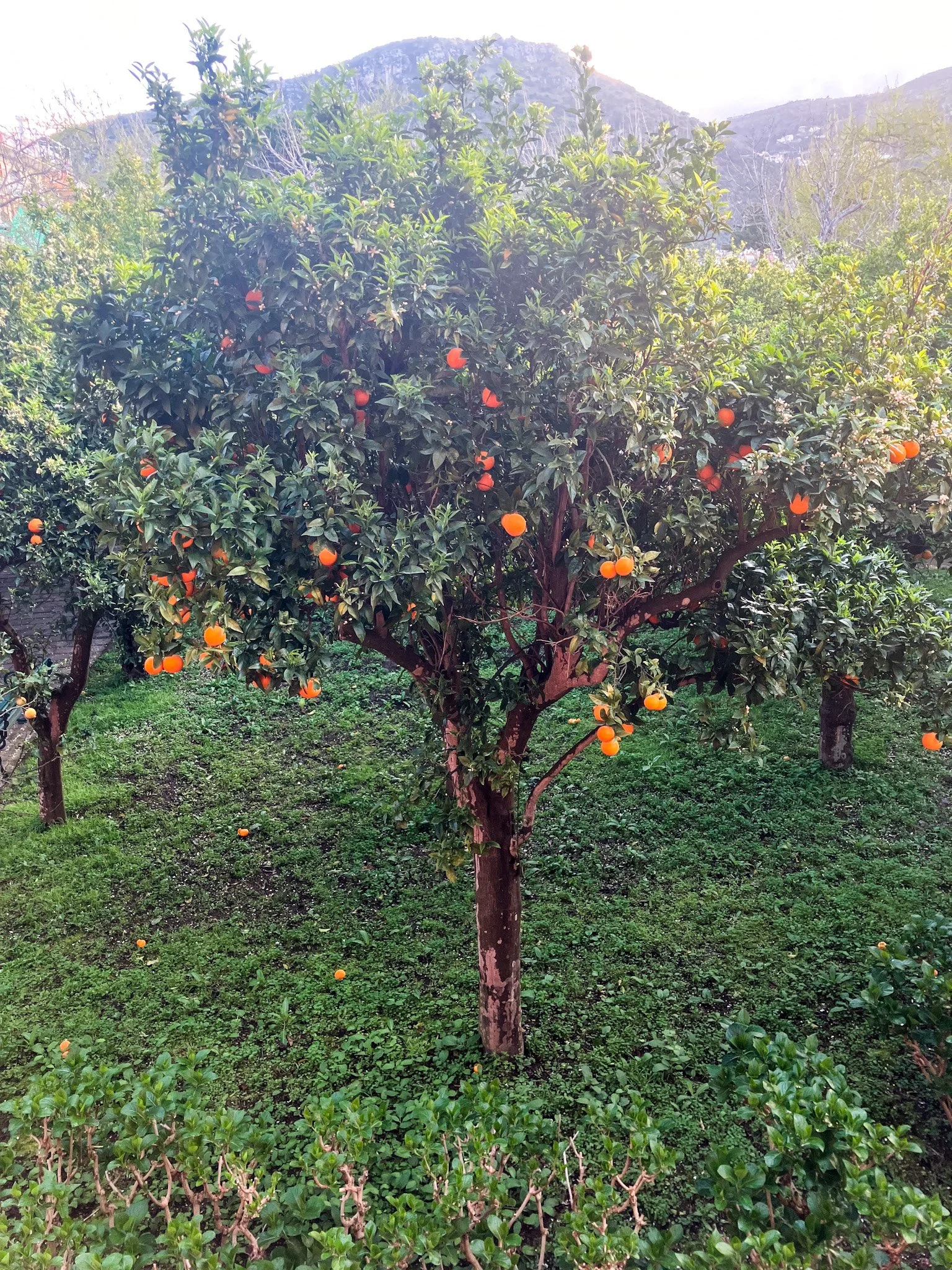 Fresh Oranges from Sorrento