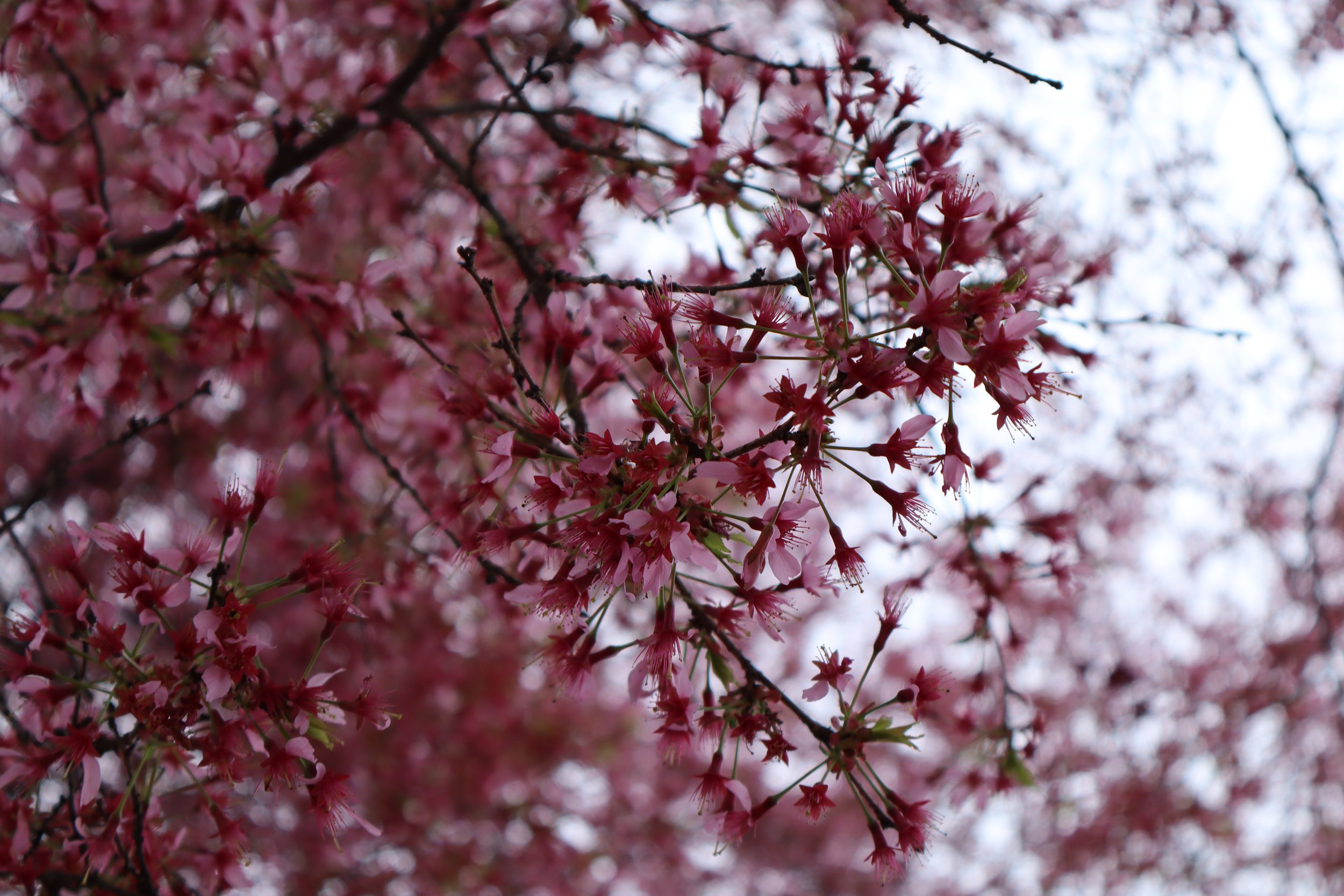 Spring in Central Park
