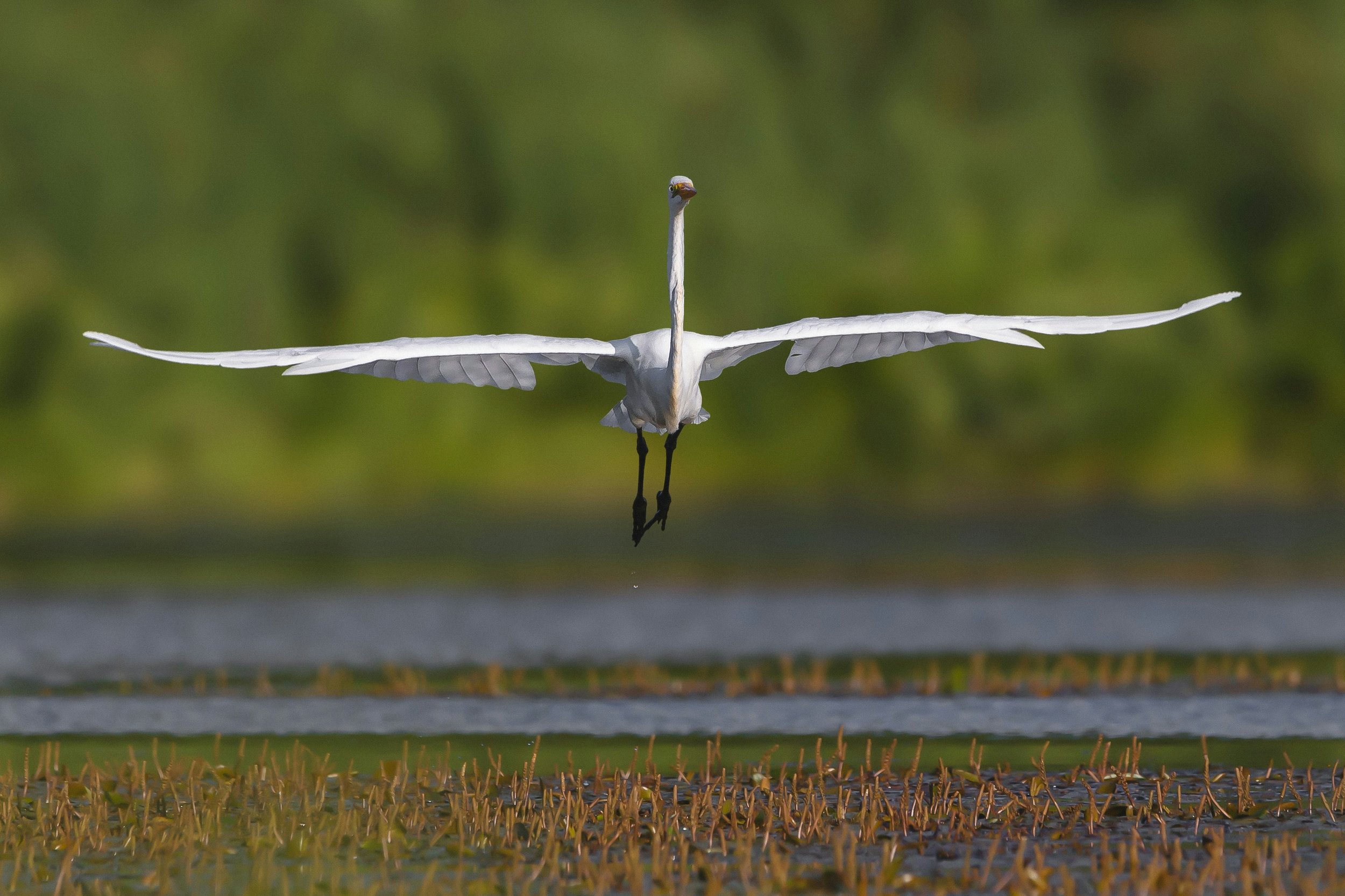 Poems are like herons